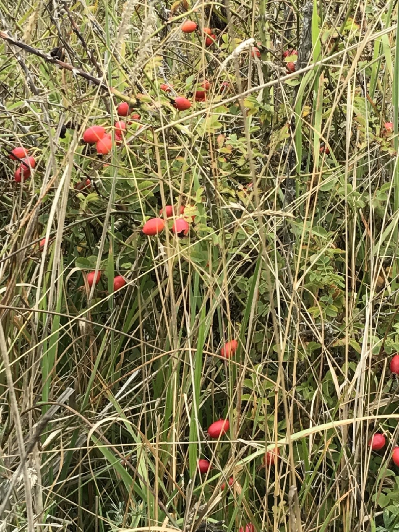 California Wild Rose — photo 3