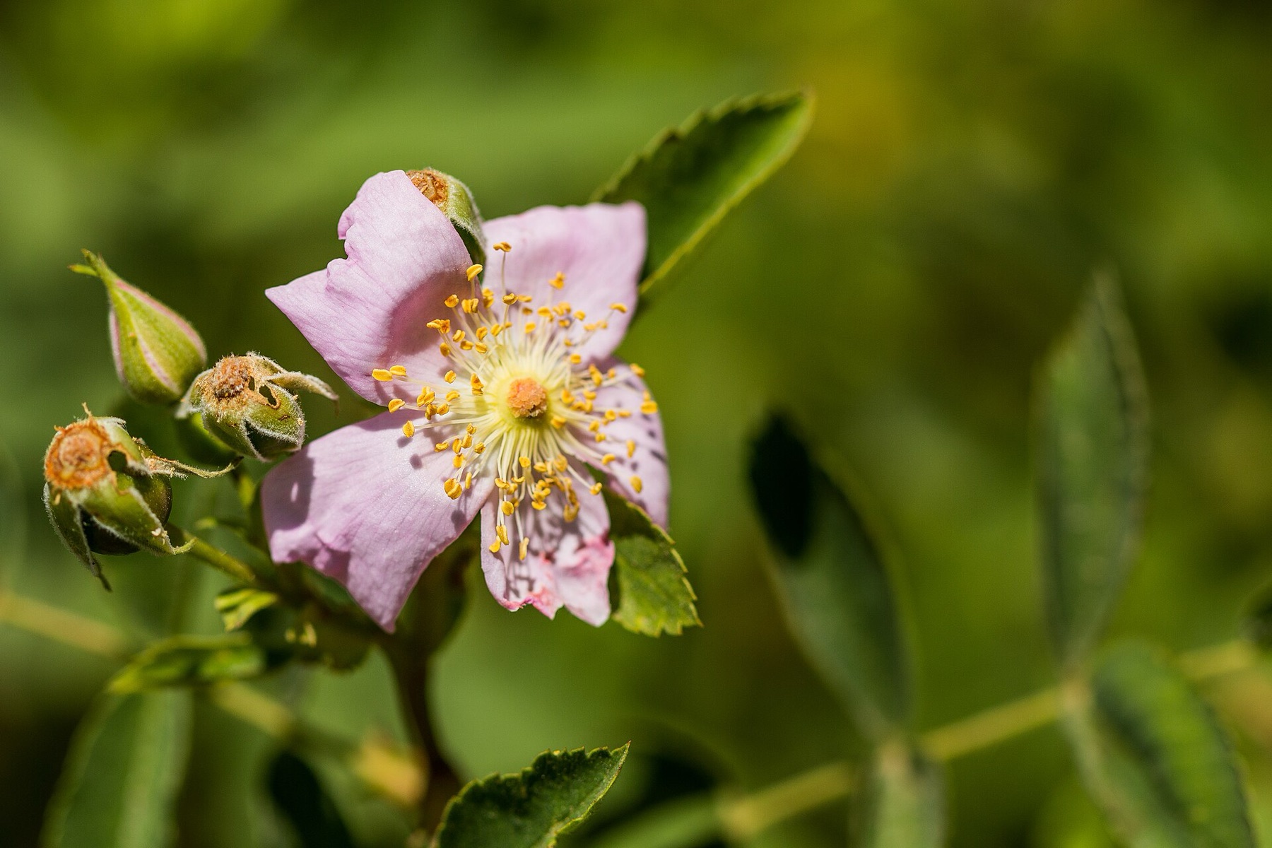 California Wild Rose — photo 4