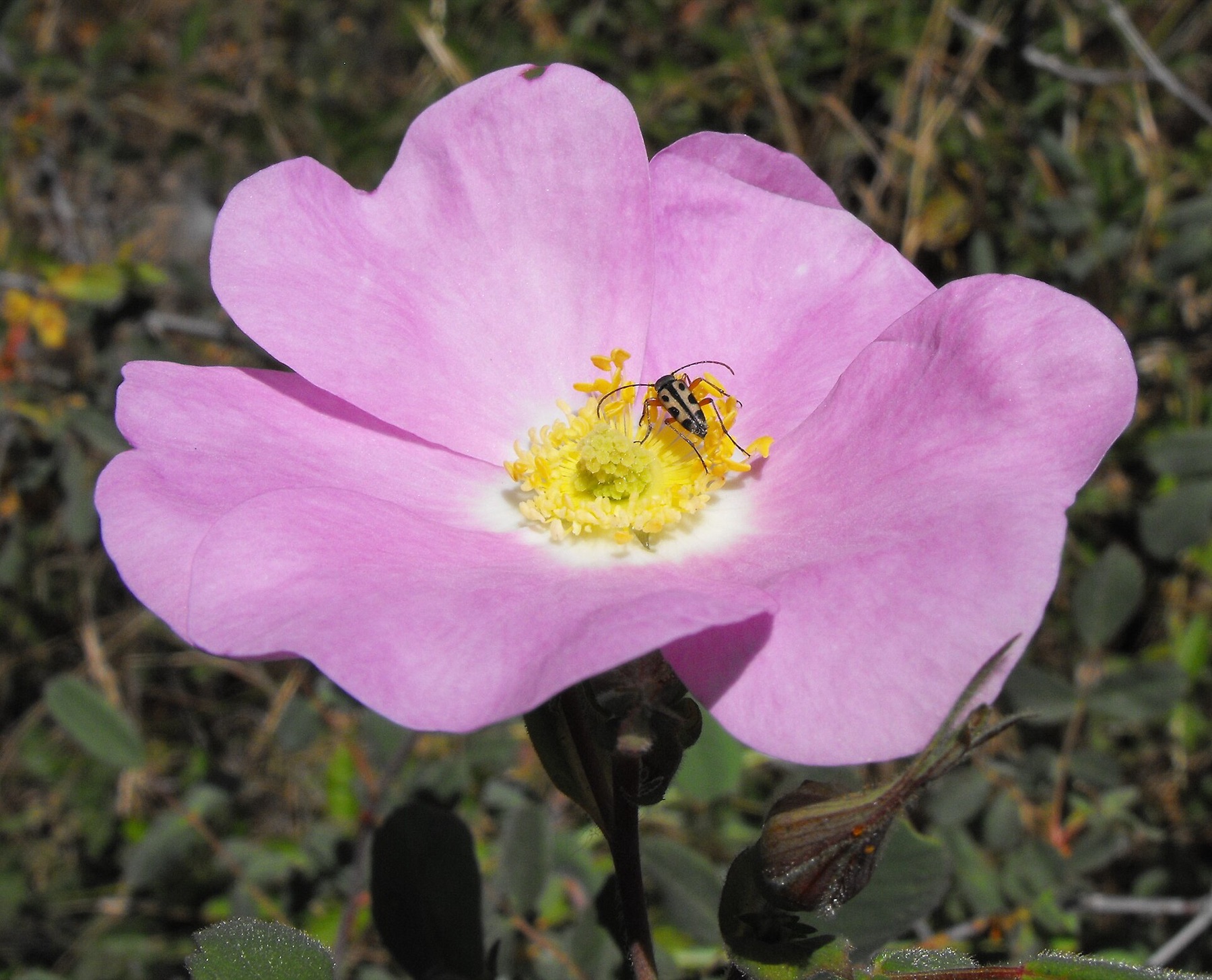 California Wild Rose — photo 5