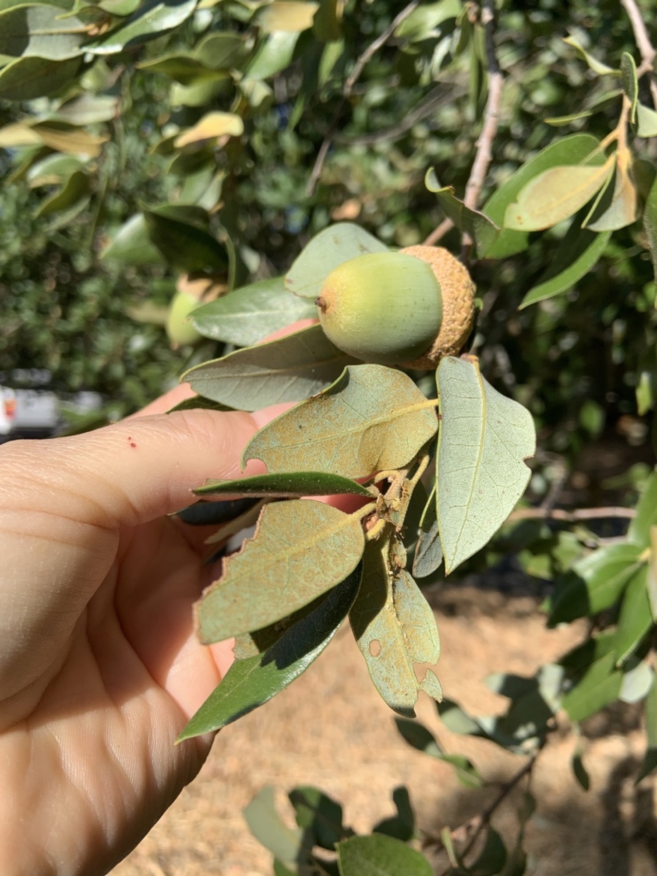 Canyon Live Oak — photo 6