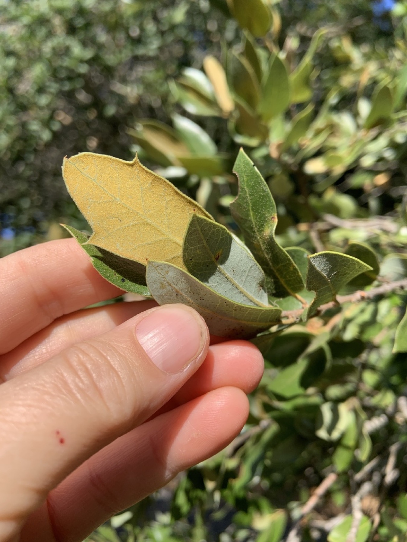 Canyon Live Oak — photo 7
