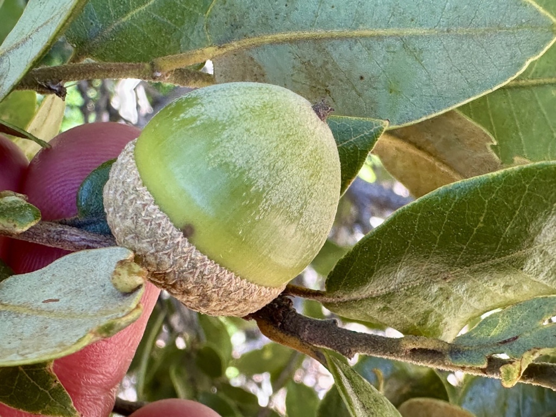 Canyon Live Oak — photo 8