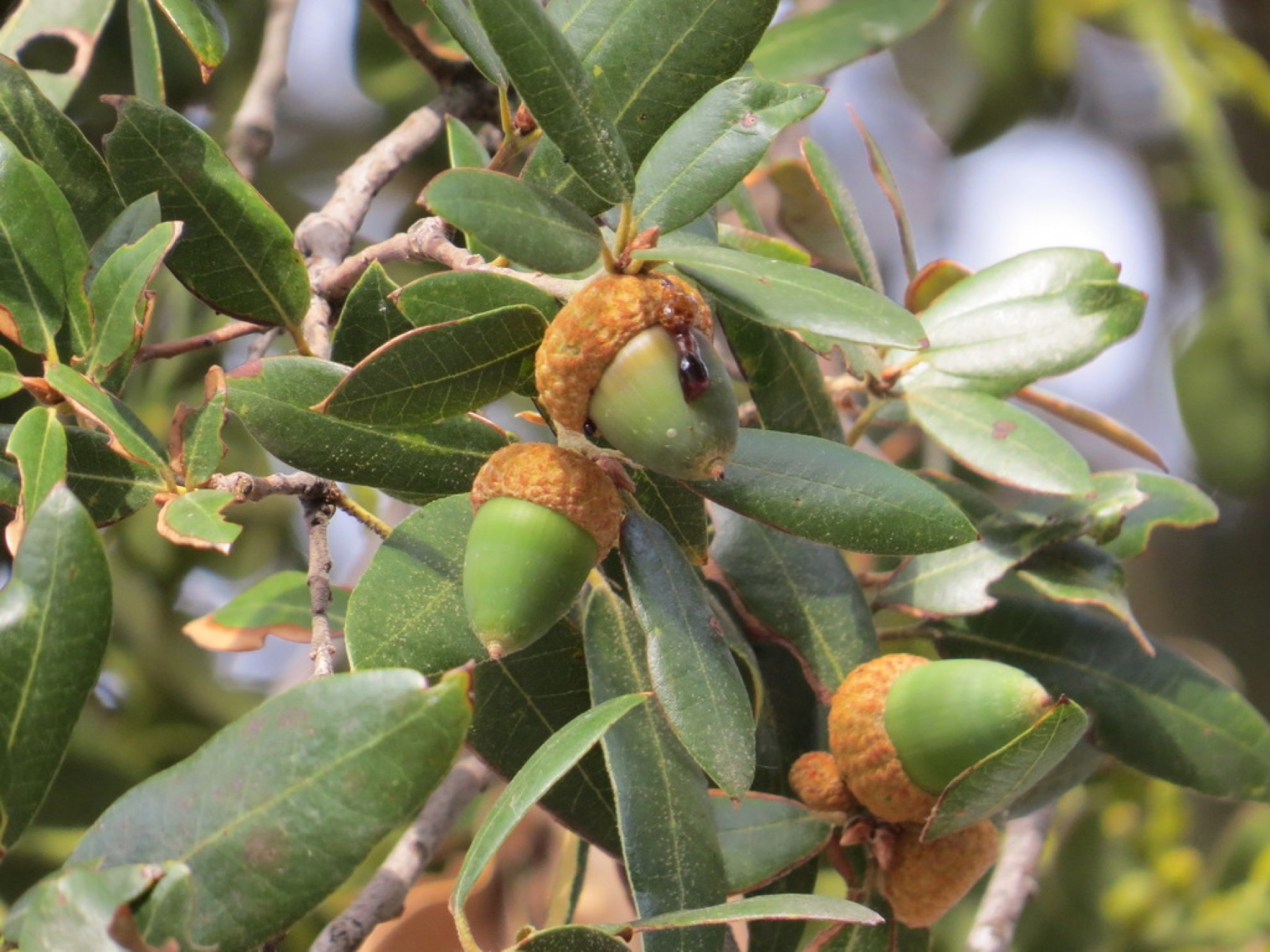 Canyon Live Oak — photo 9