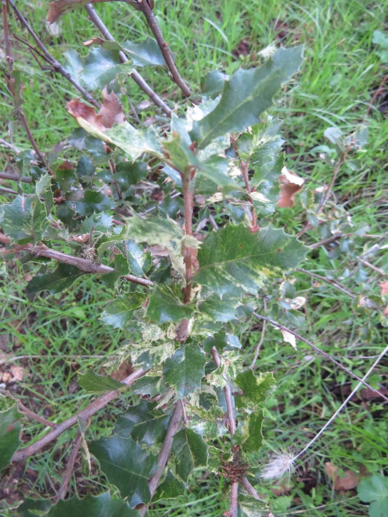 Canyon Live Oak — photo 11