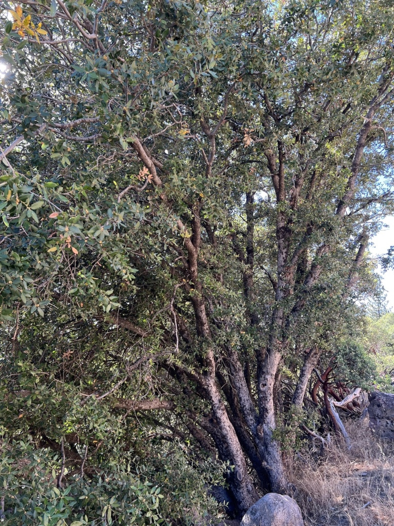 Canyon Live Oak — photo 12