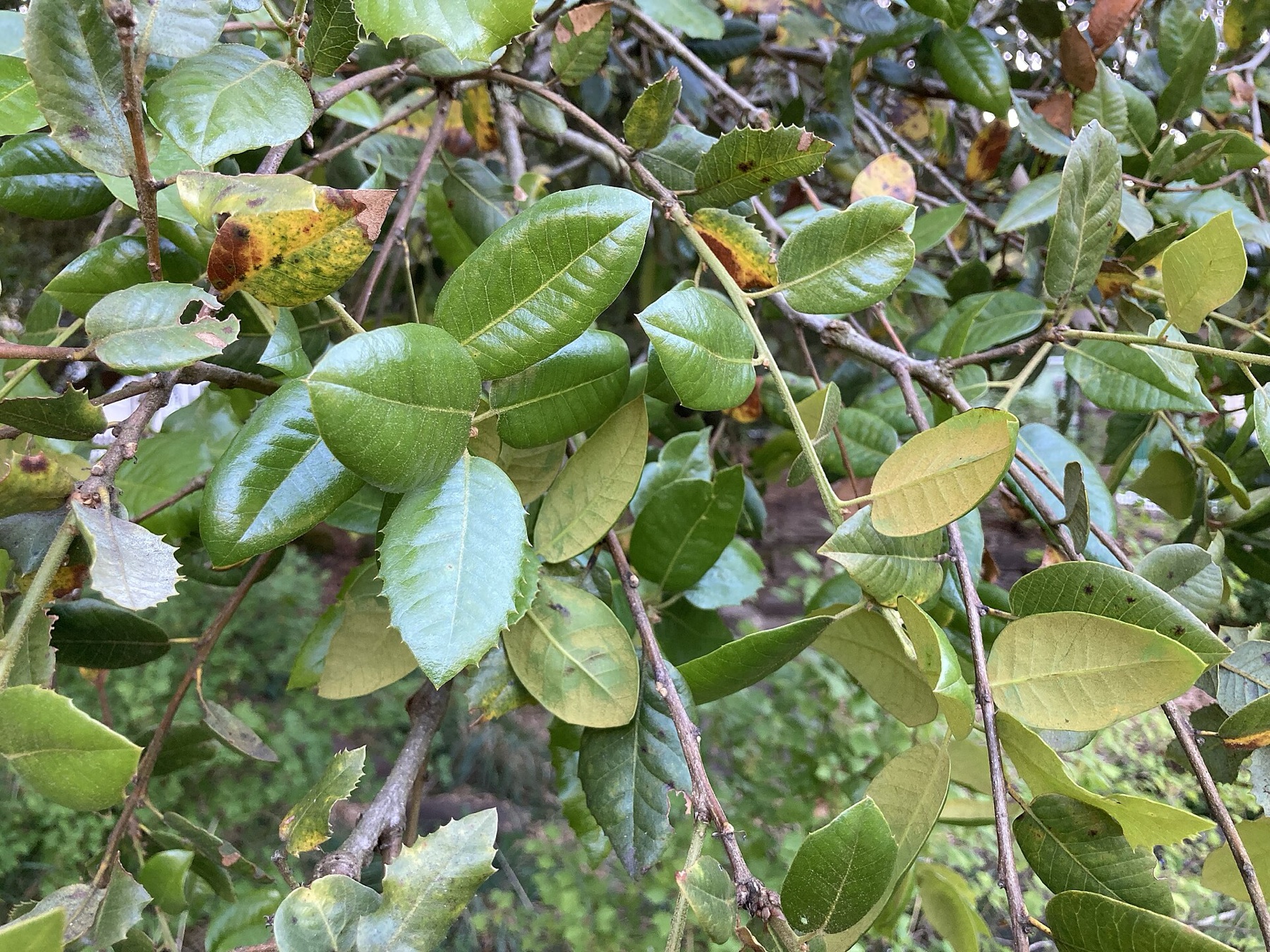 Canyon Live Oak — photo 13