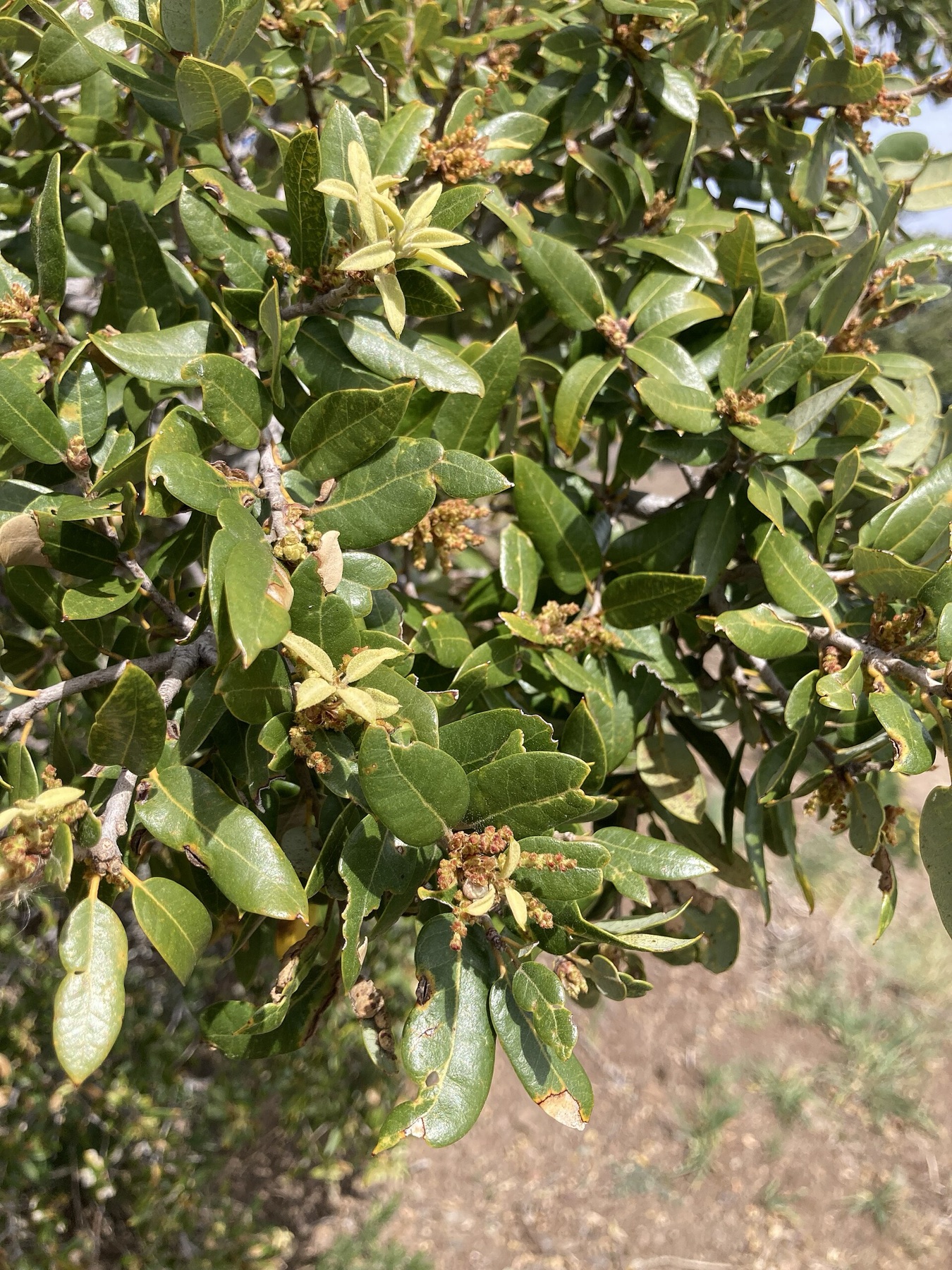 Canyon Live Oak — photo 14