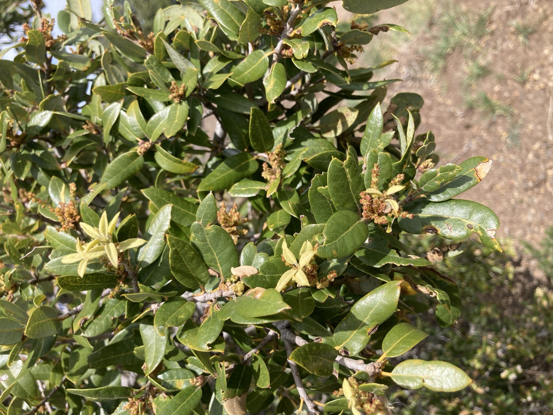Canyon Live Oak — photo 15
