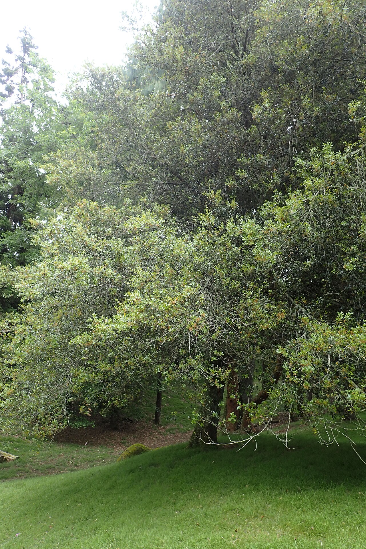 Canyon Live Oak — photo 23