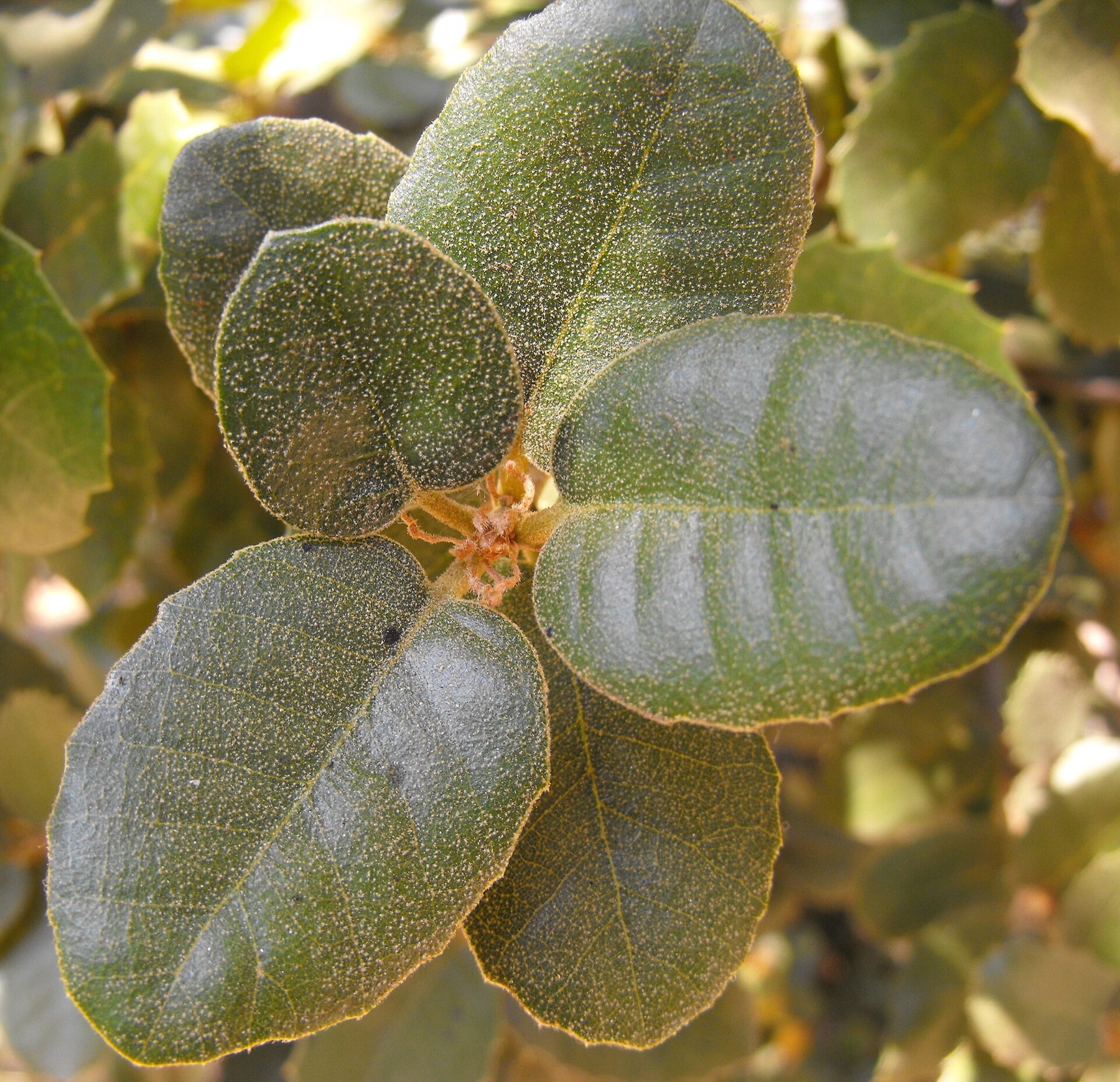 Canyon Live Oak — photo 16