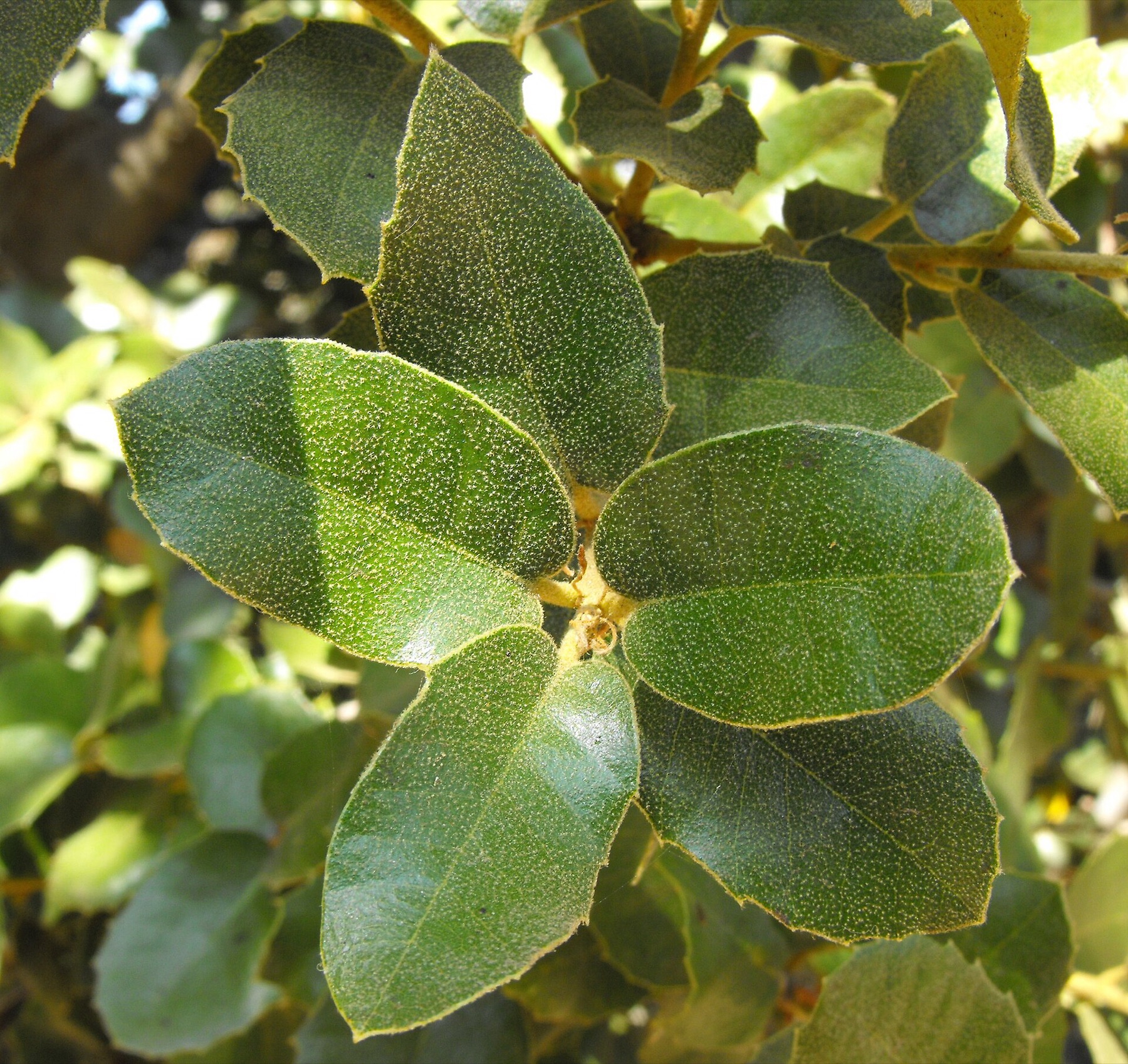 Canyon Live Oak — photo 17