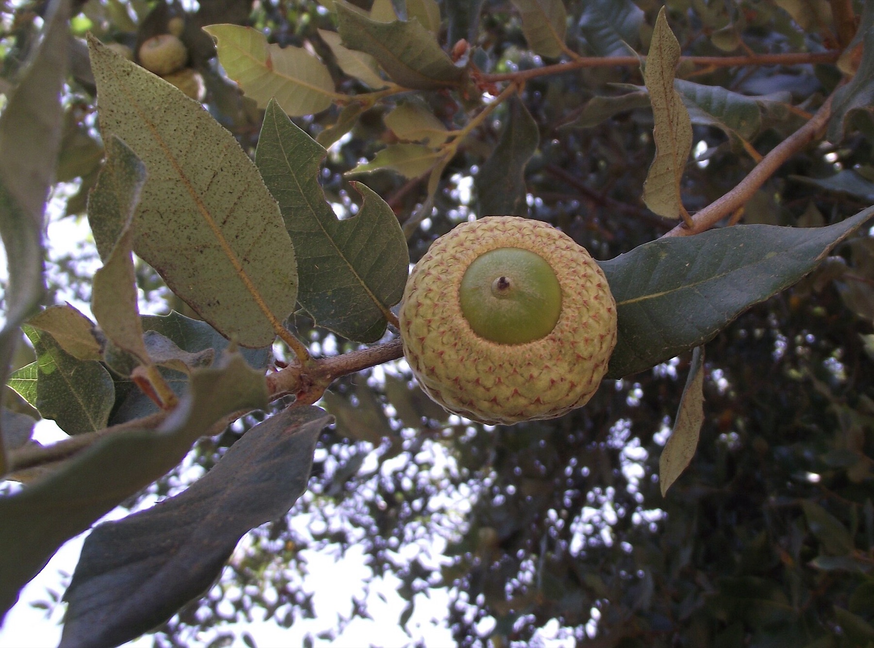 Canyon Live Oak — photo 18