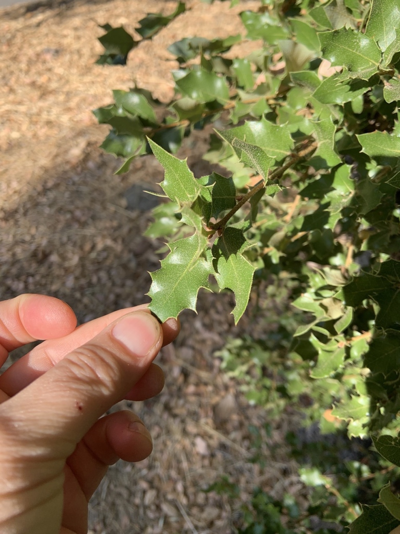Canyon Live Oak — photo 20