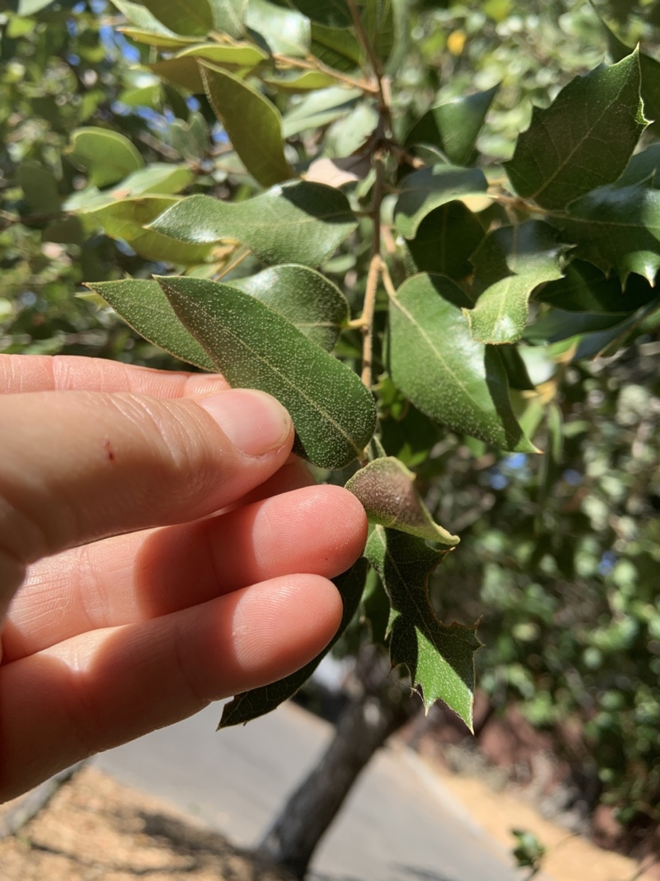 Canyon Live Oak — photo 21