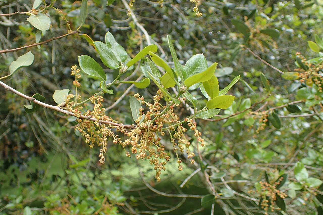 Canyon Live Oak — photo 24