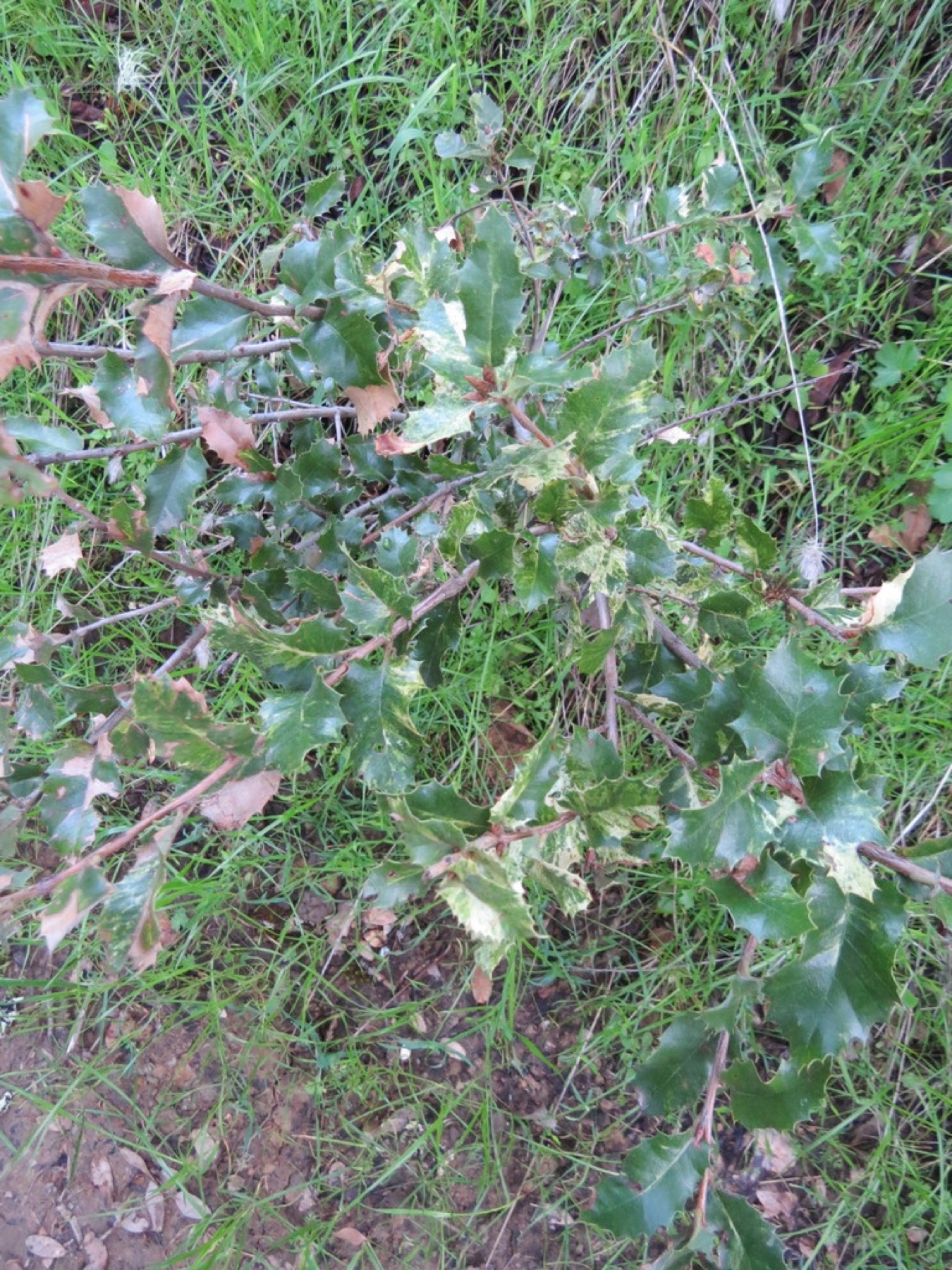 Canyon Live Oak