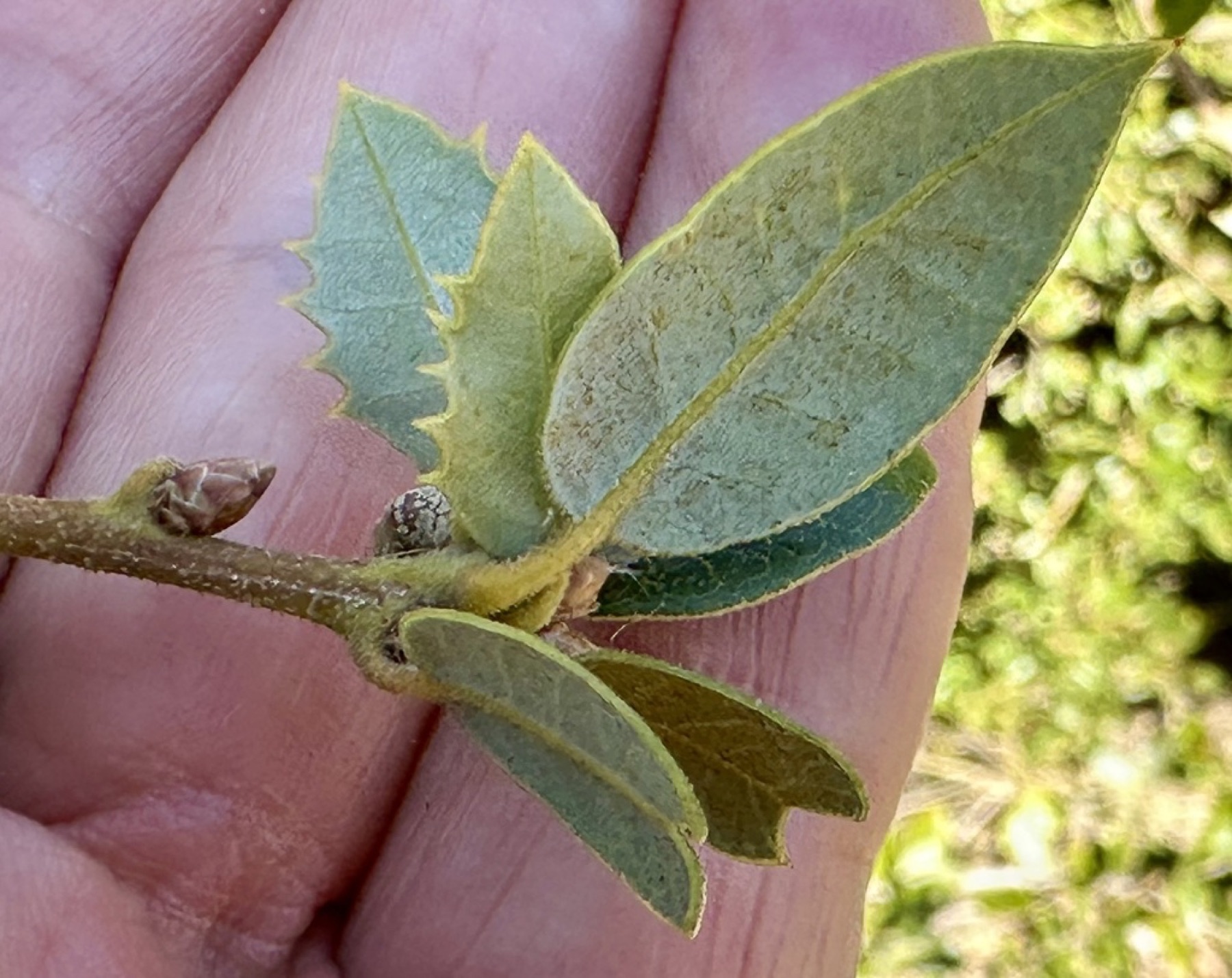 Canyon Live Oak — photo 2