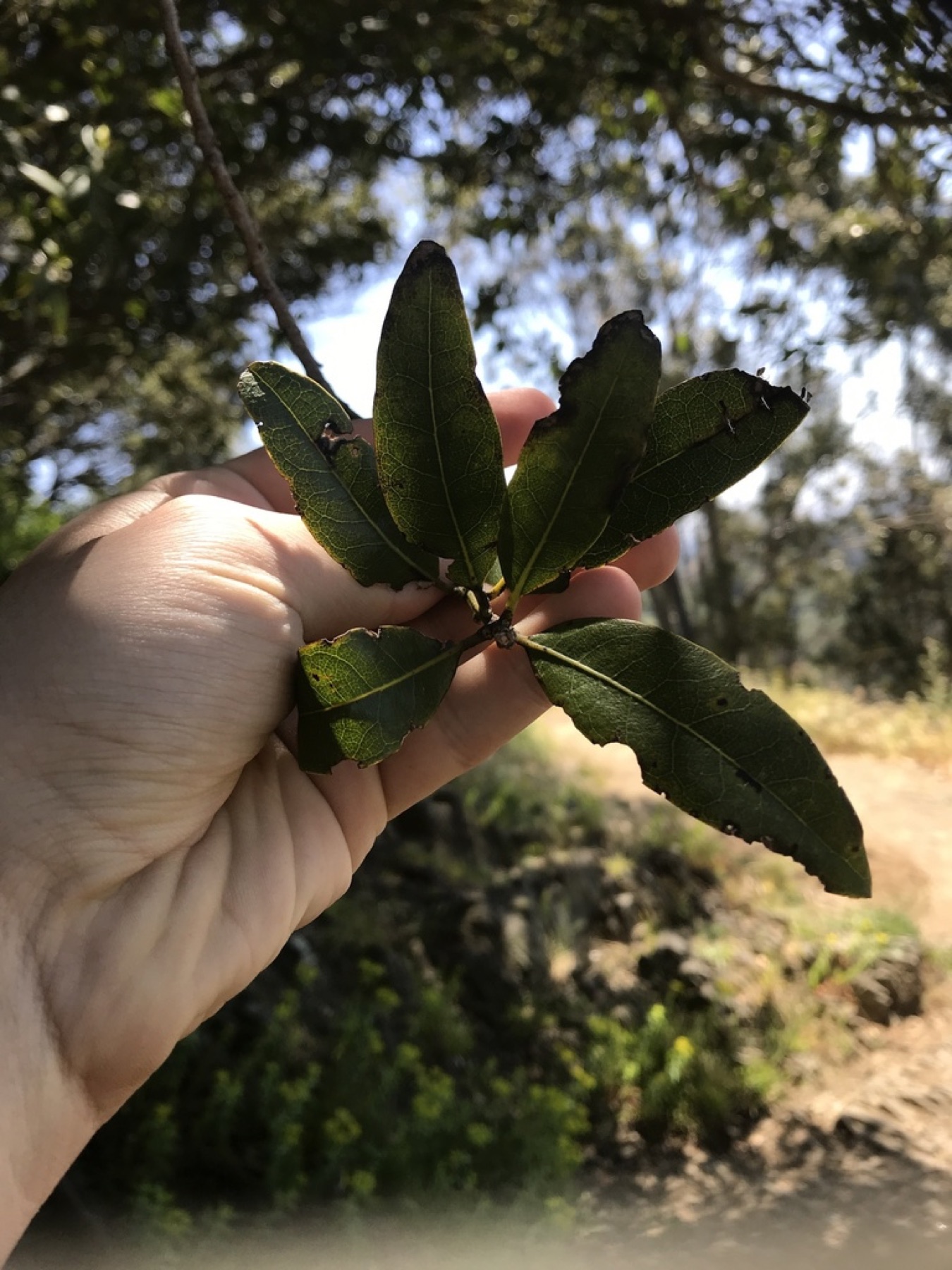 Canyon Live Oak — photo 3