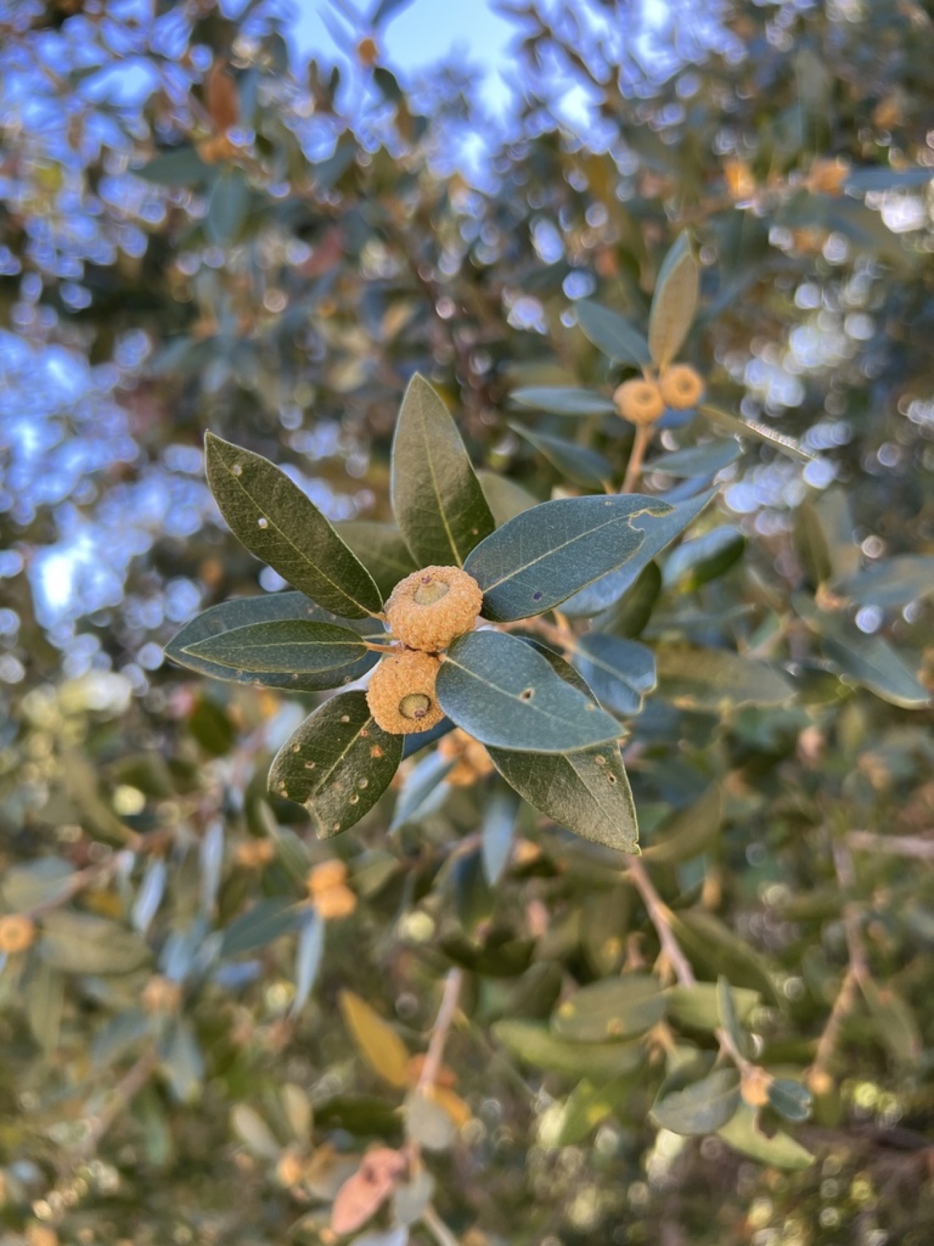 Canyon Live Oak — photo 4