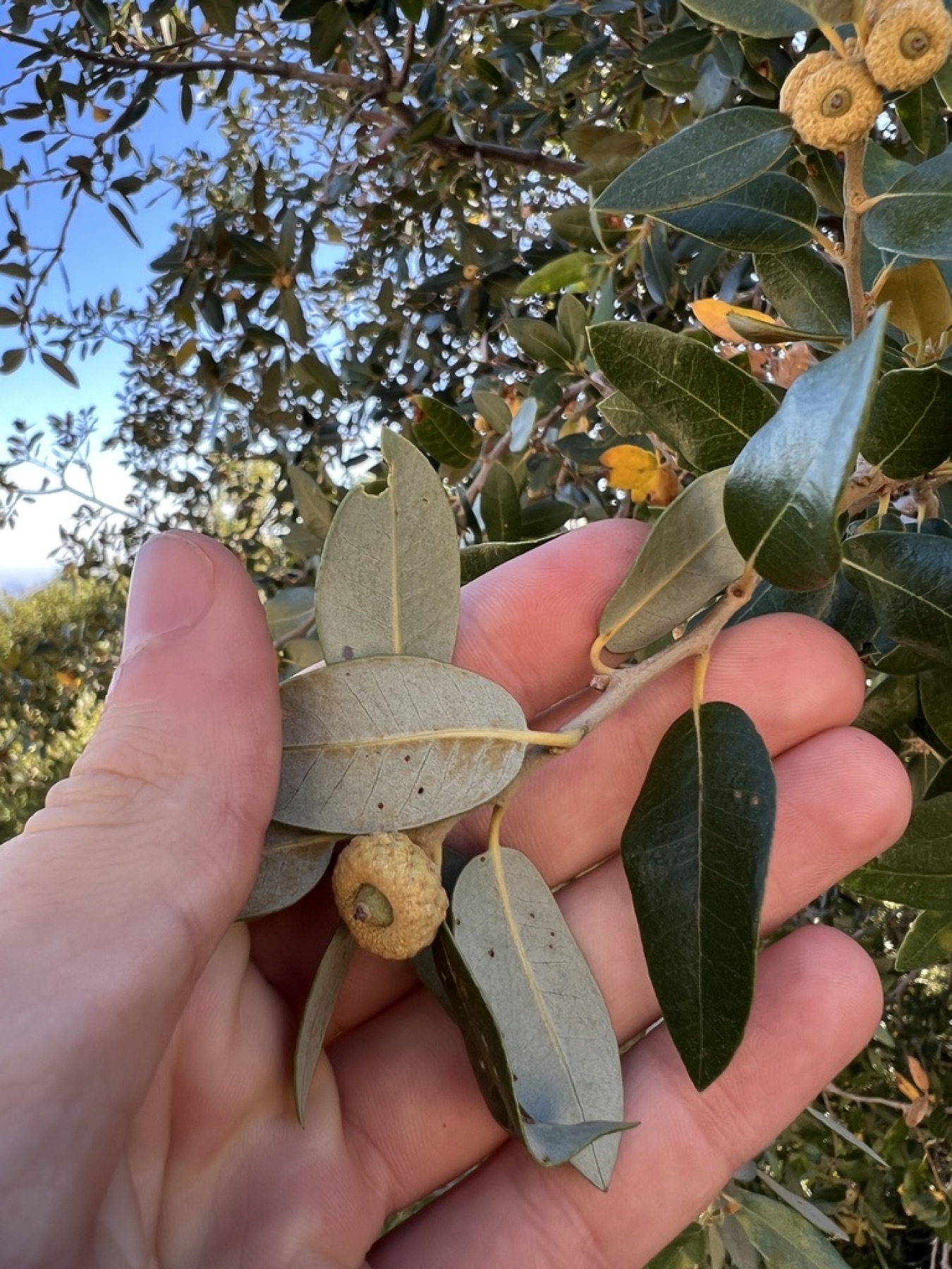 Canyon Live Oak — photo 5