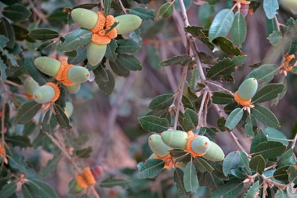 Canyon Live Oak — photo 22
