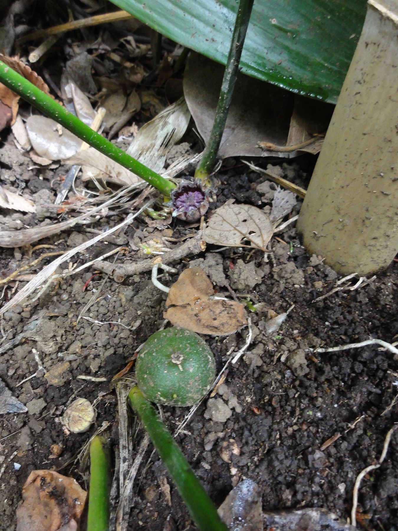 Cast Iron Plant — photo 8