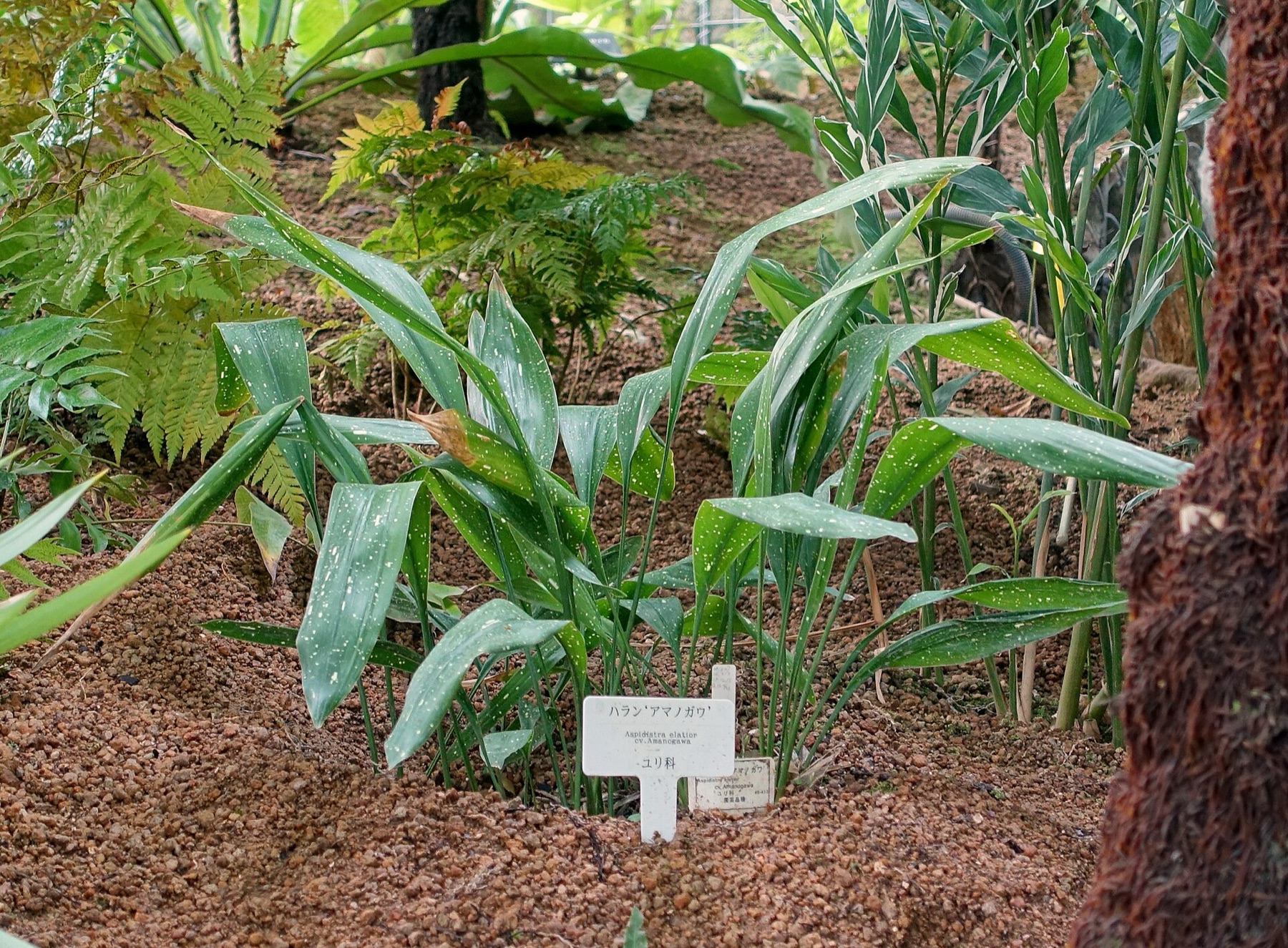 Cast Iron Plant — photo 9