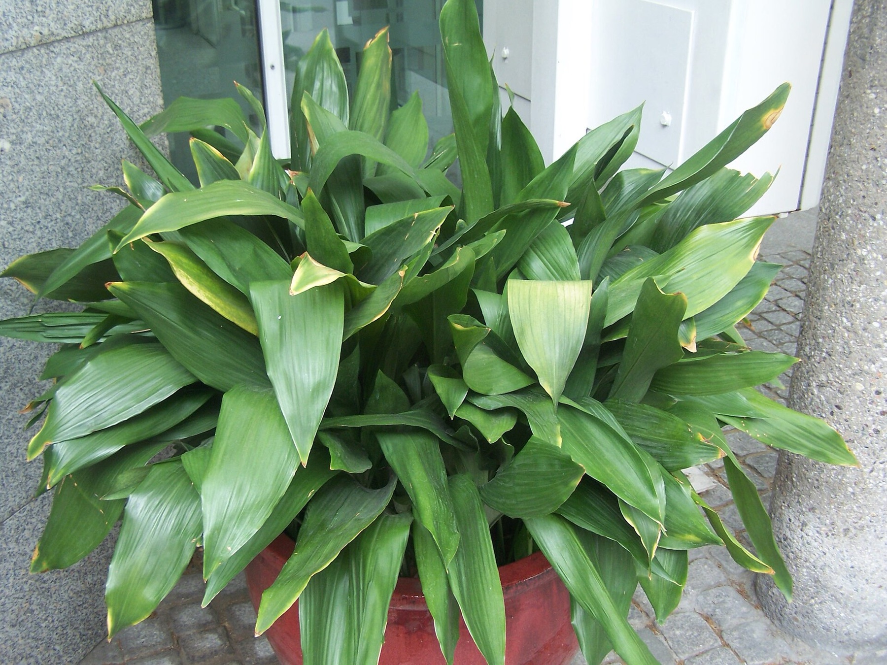 Cast Iron Plant — photo 10