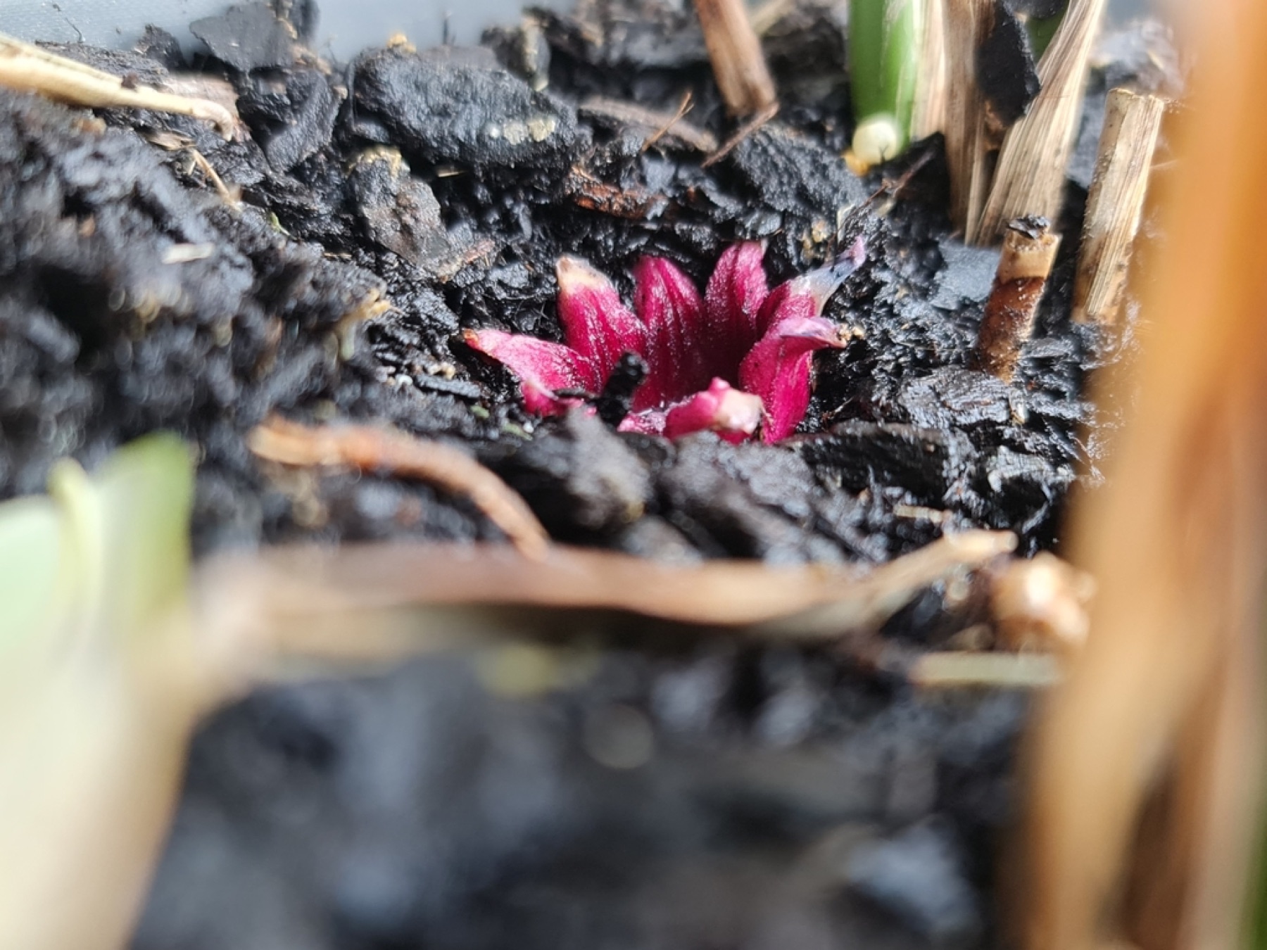 Cast Iron Plant — photo 12