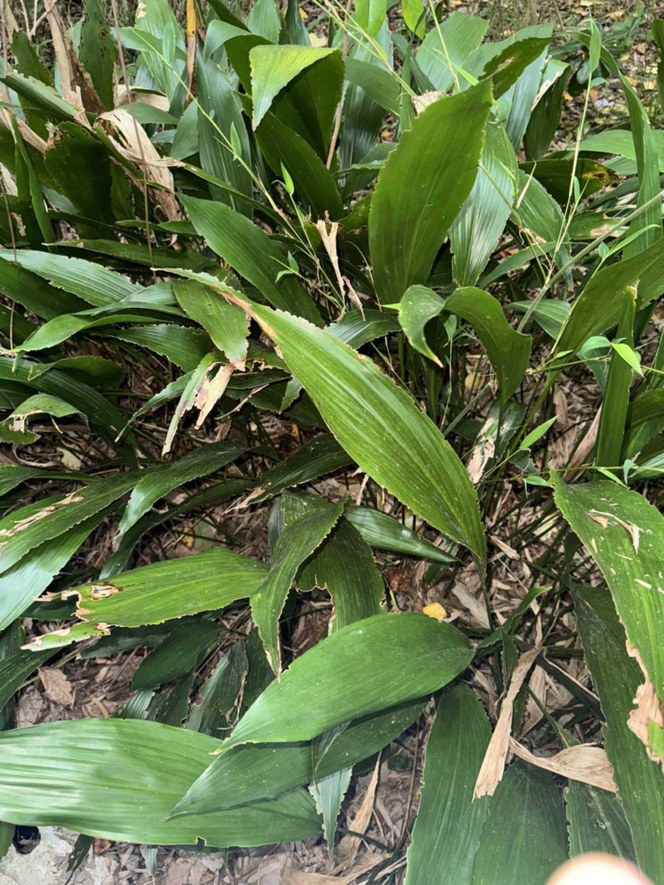 Cast Iron Plant — photo 13