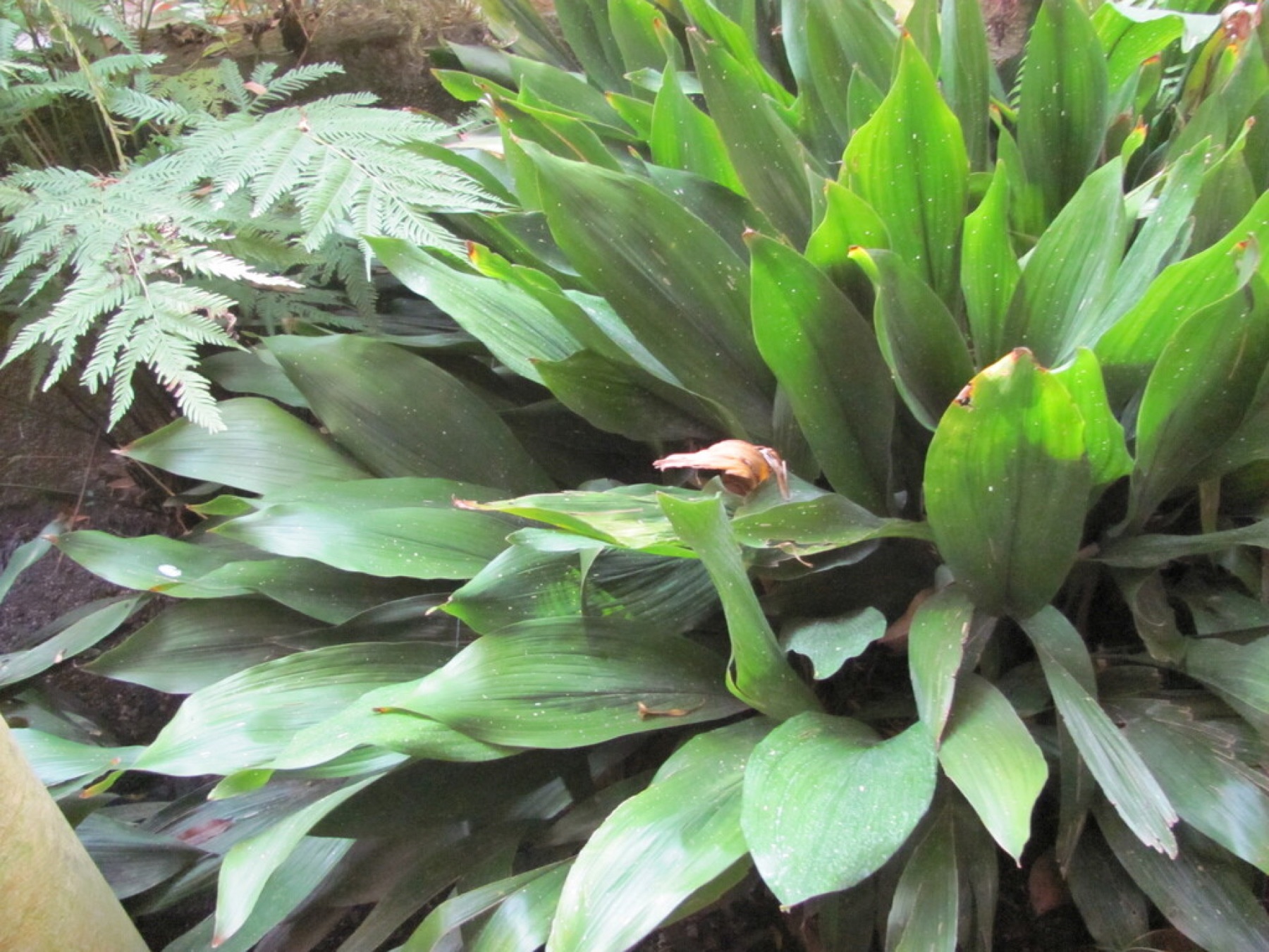 Cast Iron Plant — photo 14