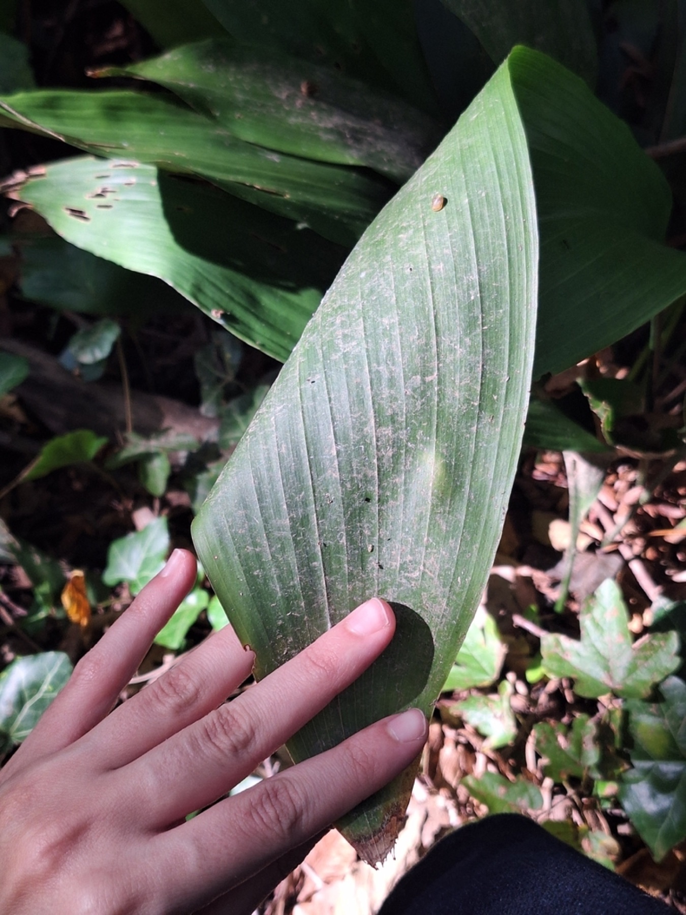 Cast Iron Plant — photo 16