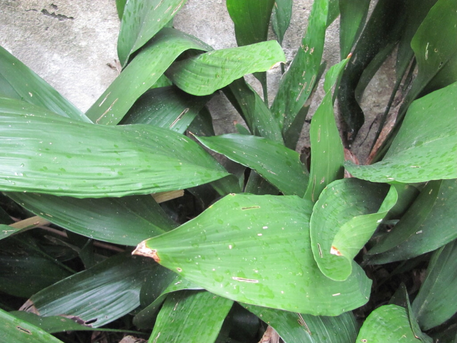 Cast Iron Plant — photo 17