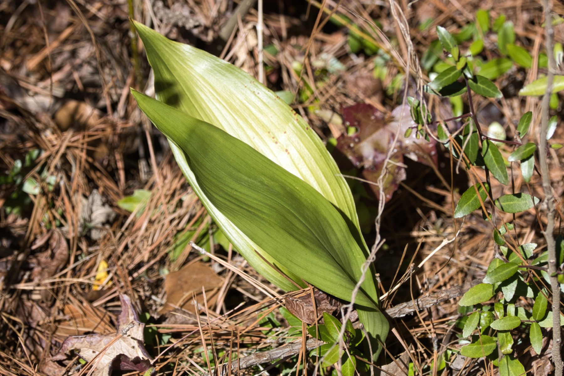 Cast Iron Plant — photo 18