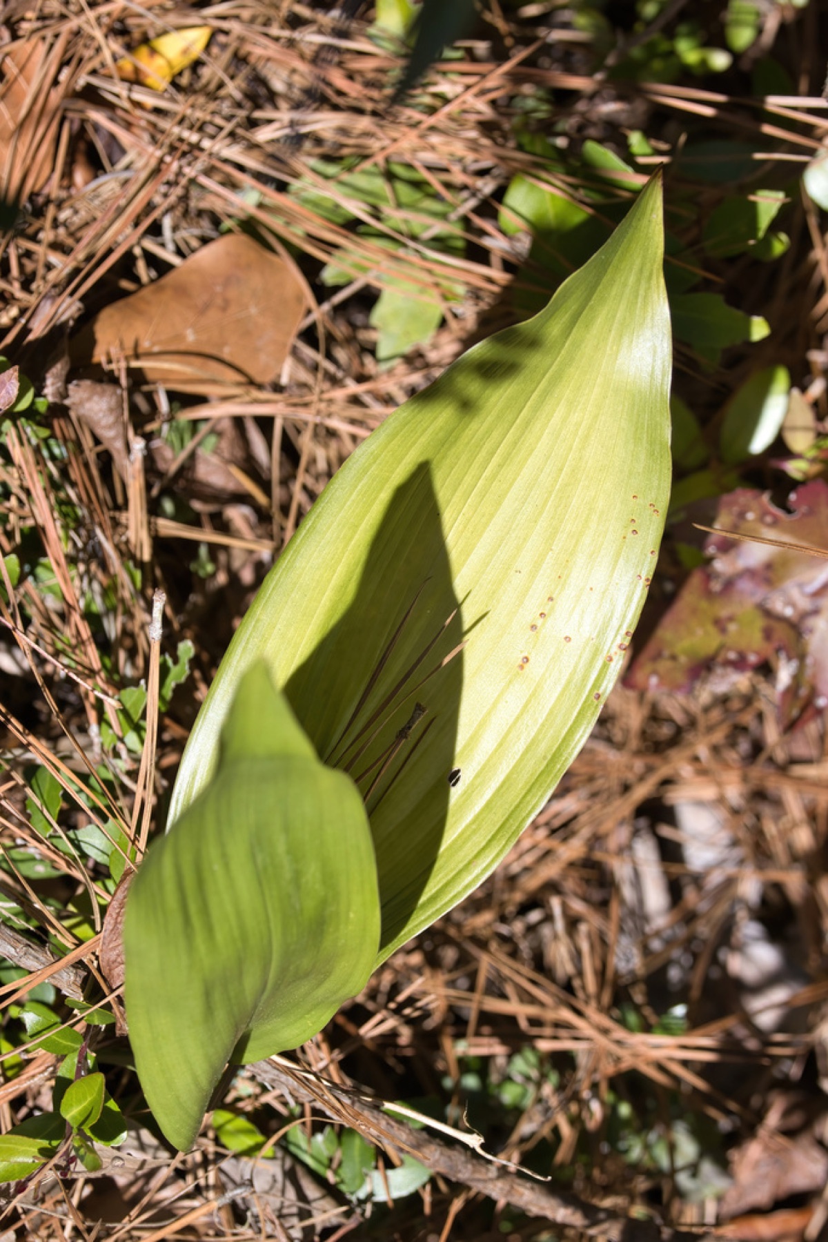 Cast Iron Plant — photo 19