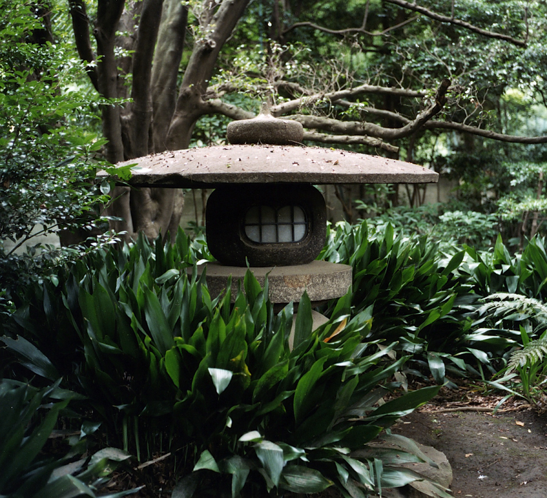 Cast Iron Plant — photo 20