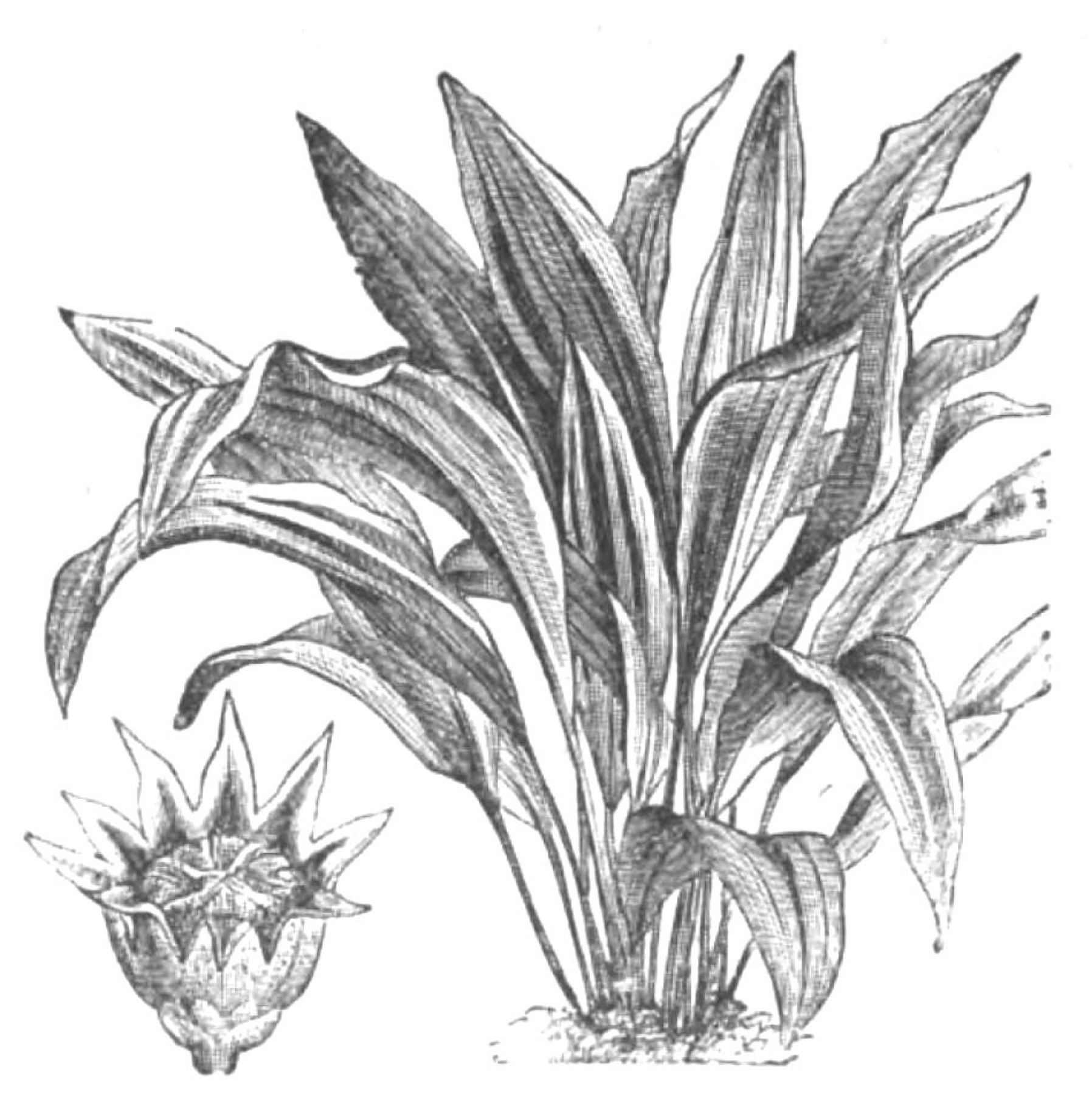 Cast Iron Plant — photo 21