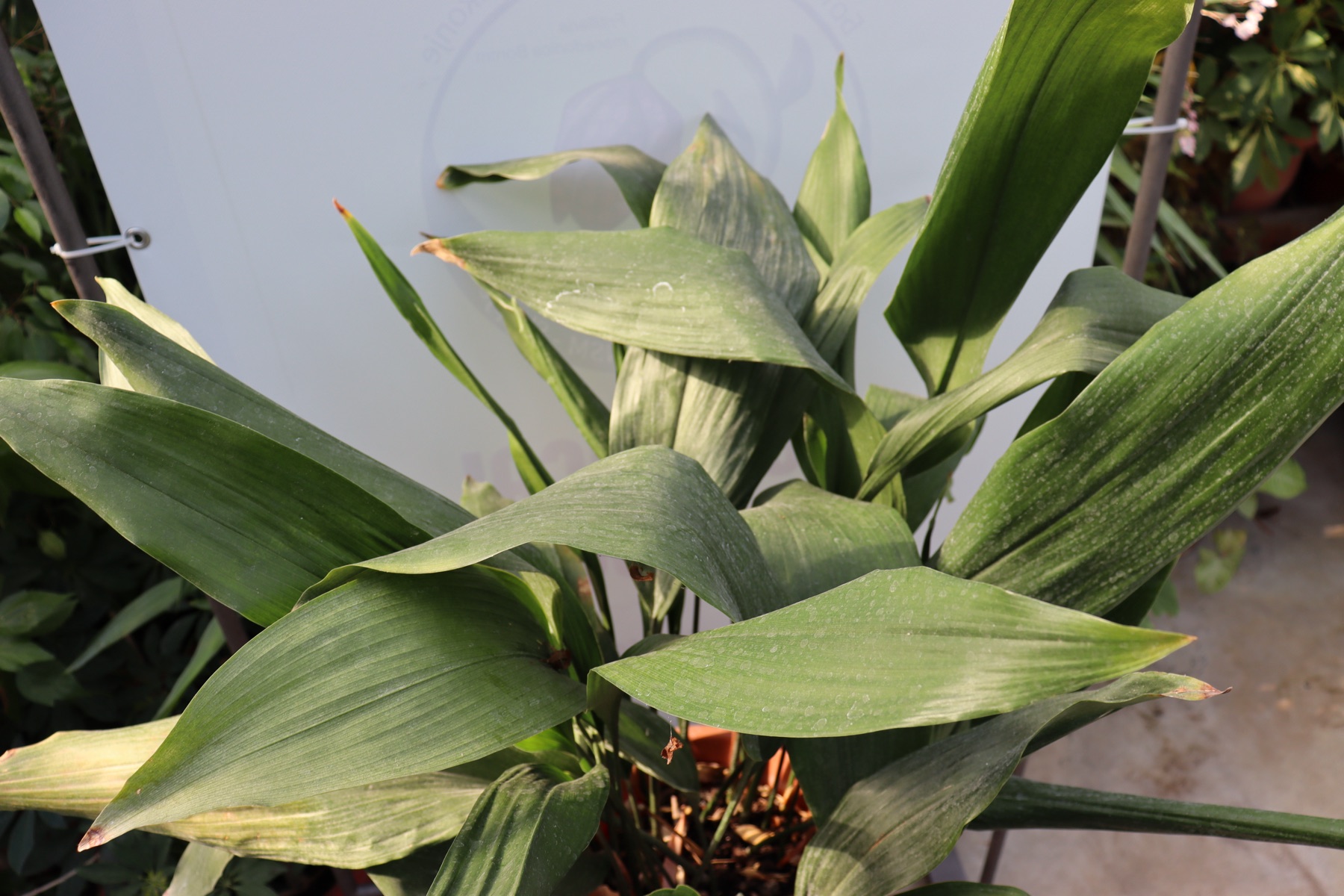 Cast Iron Plant — photo 22
