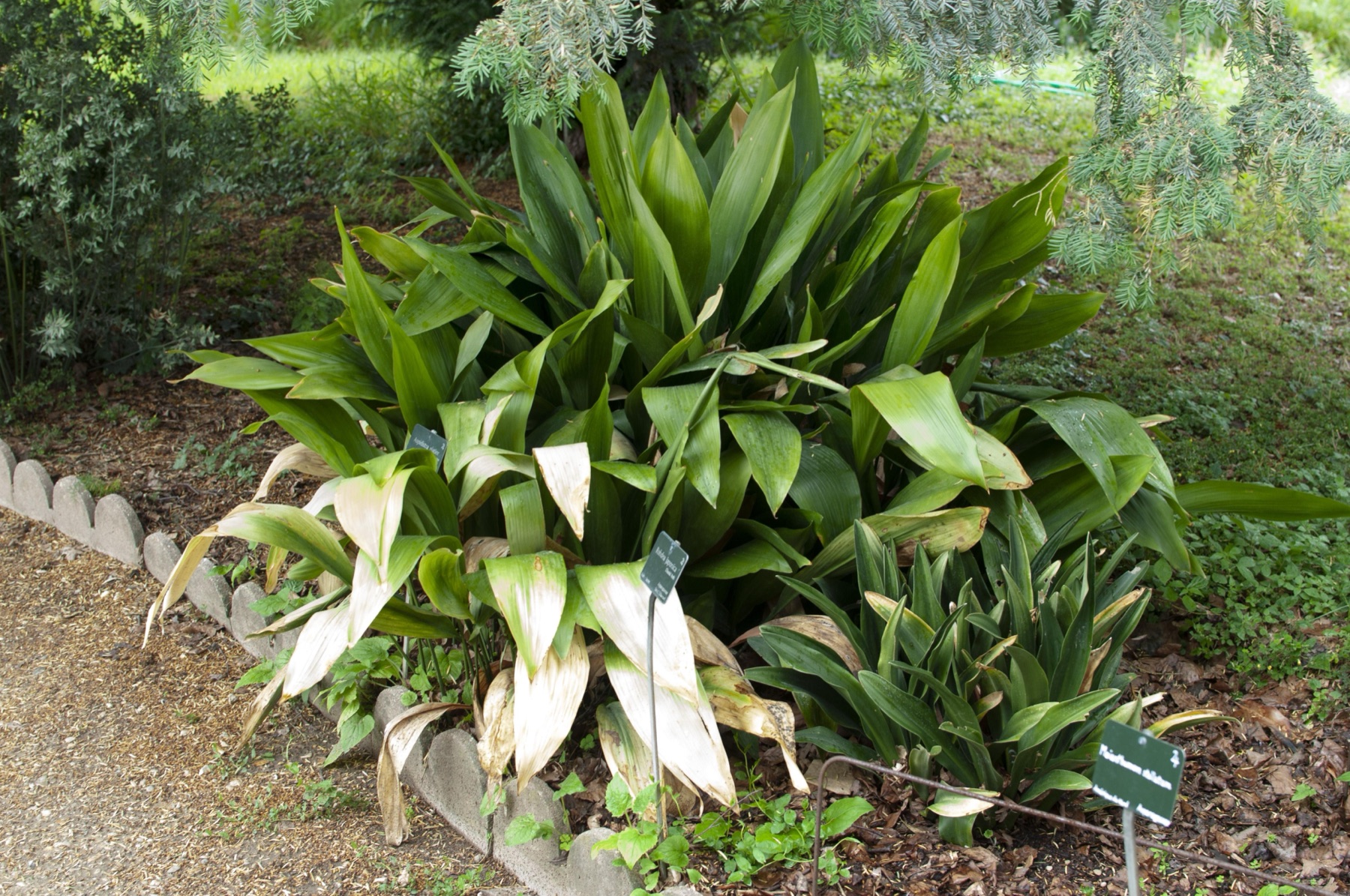 Cast Iron Plant — photo 23