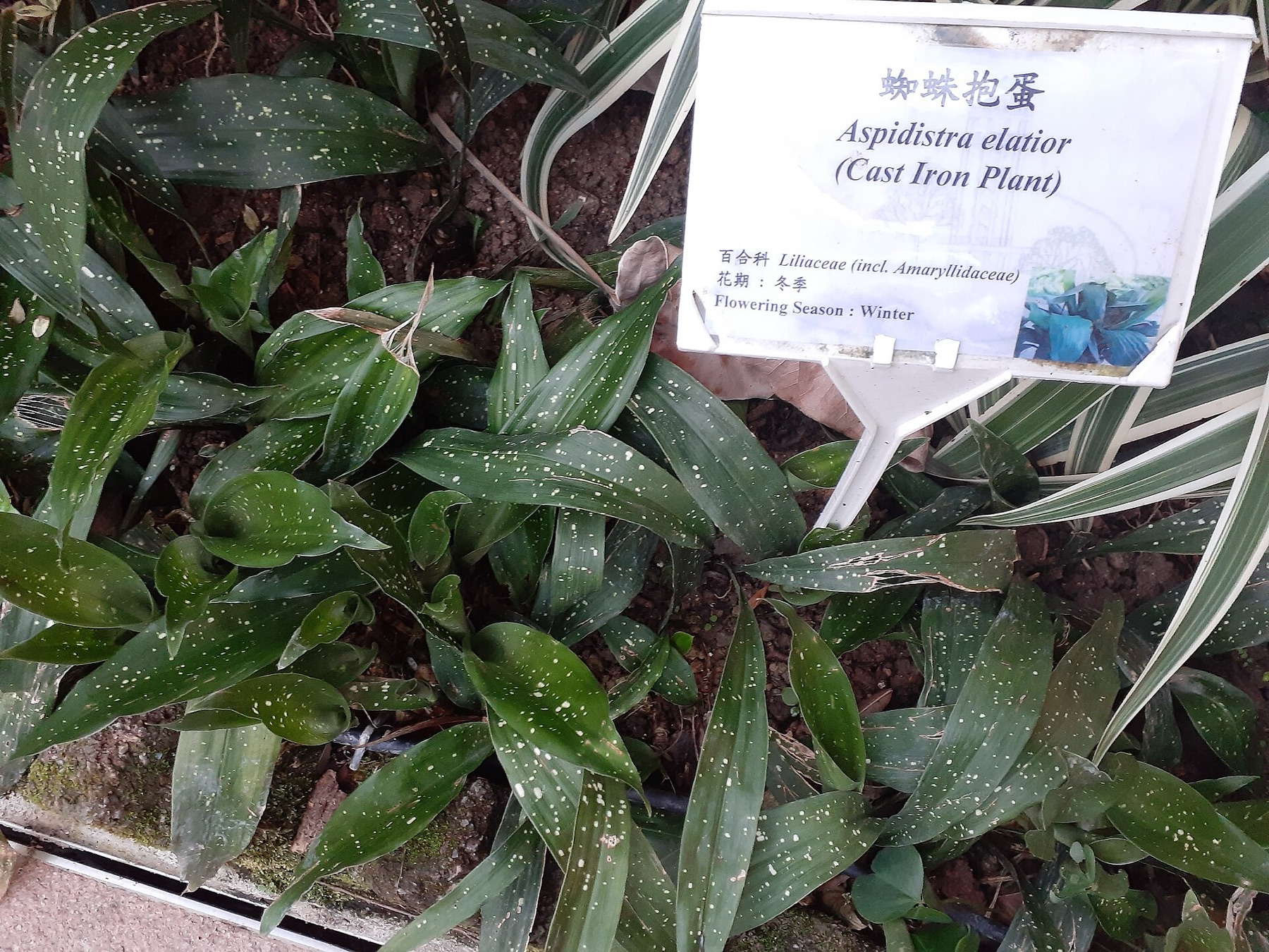 Cast Iron Plant — photo 2