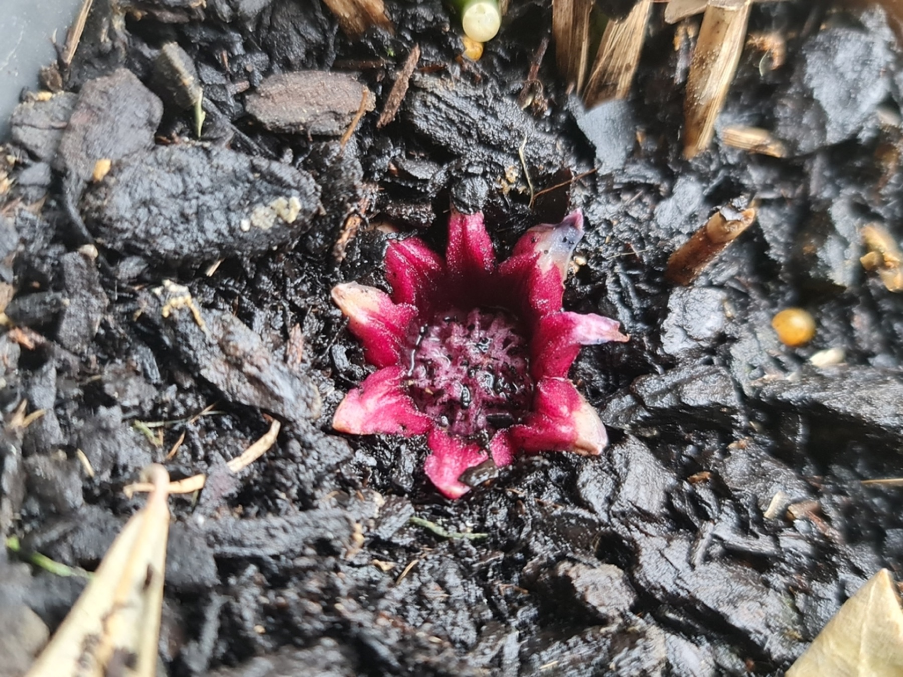 Cast Iron Plant — photo 3