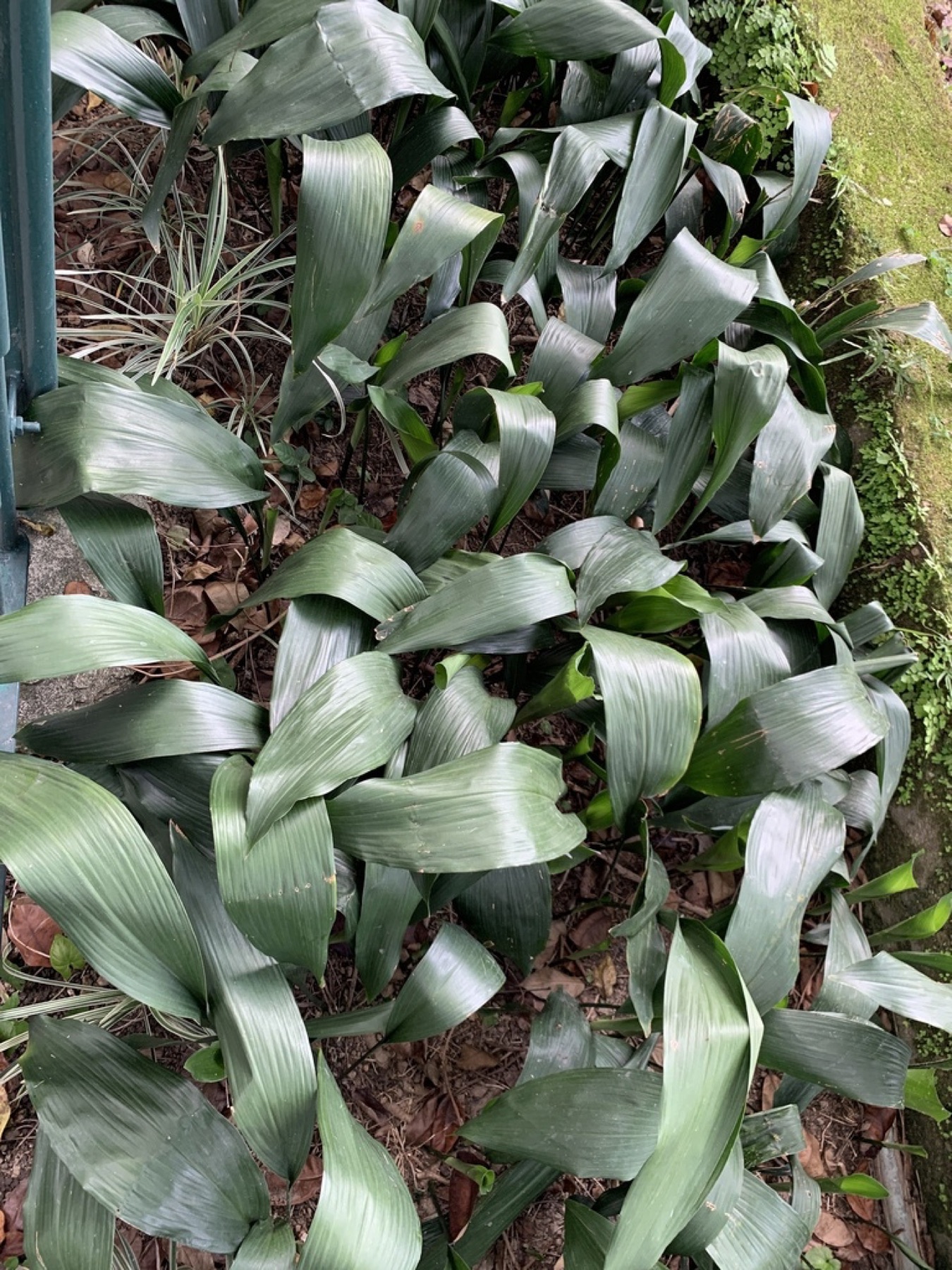 Cast Iron Plant — photo 4