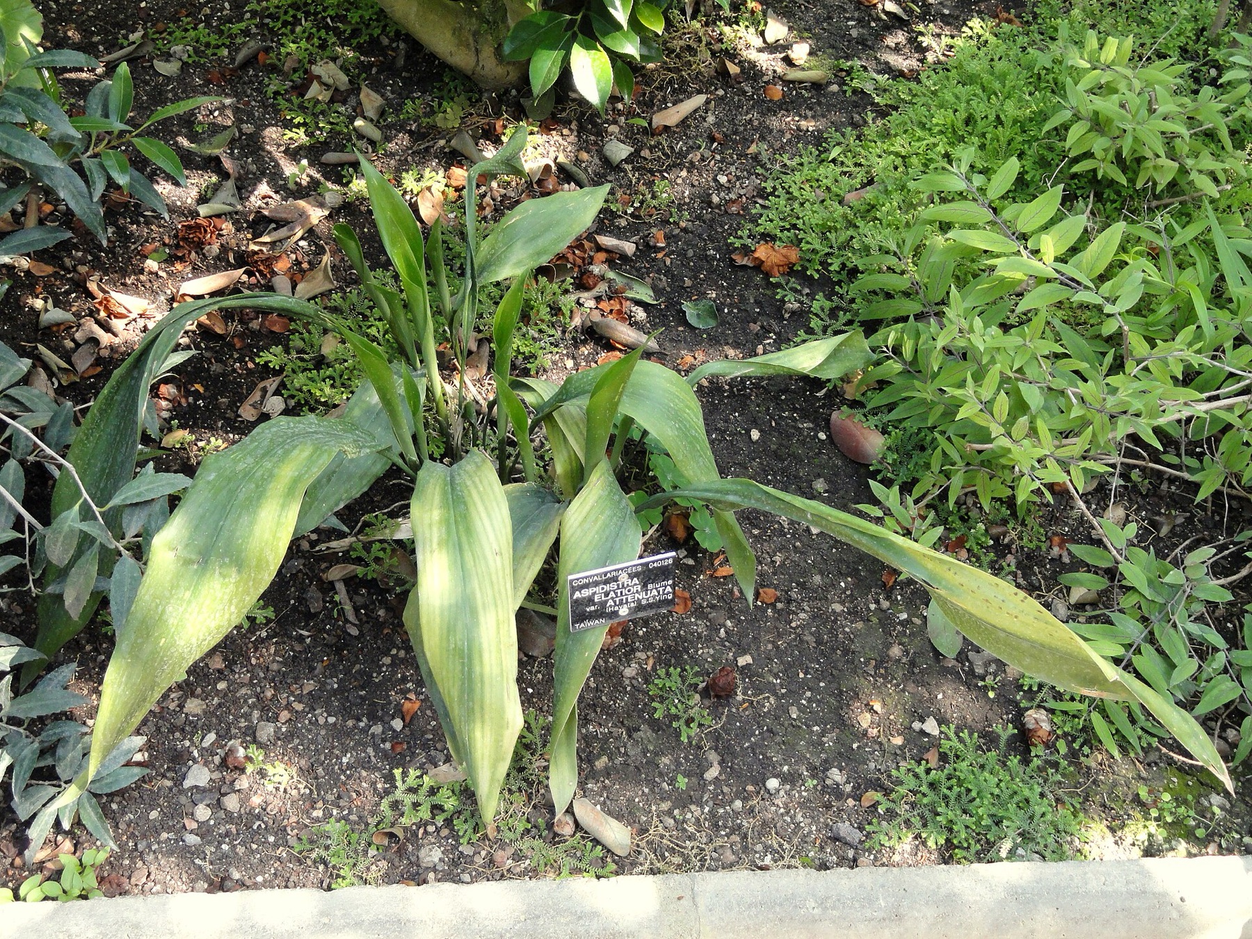 Cast Iron Plant — photo 5