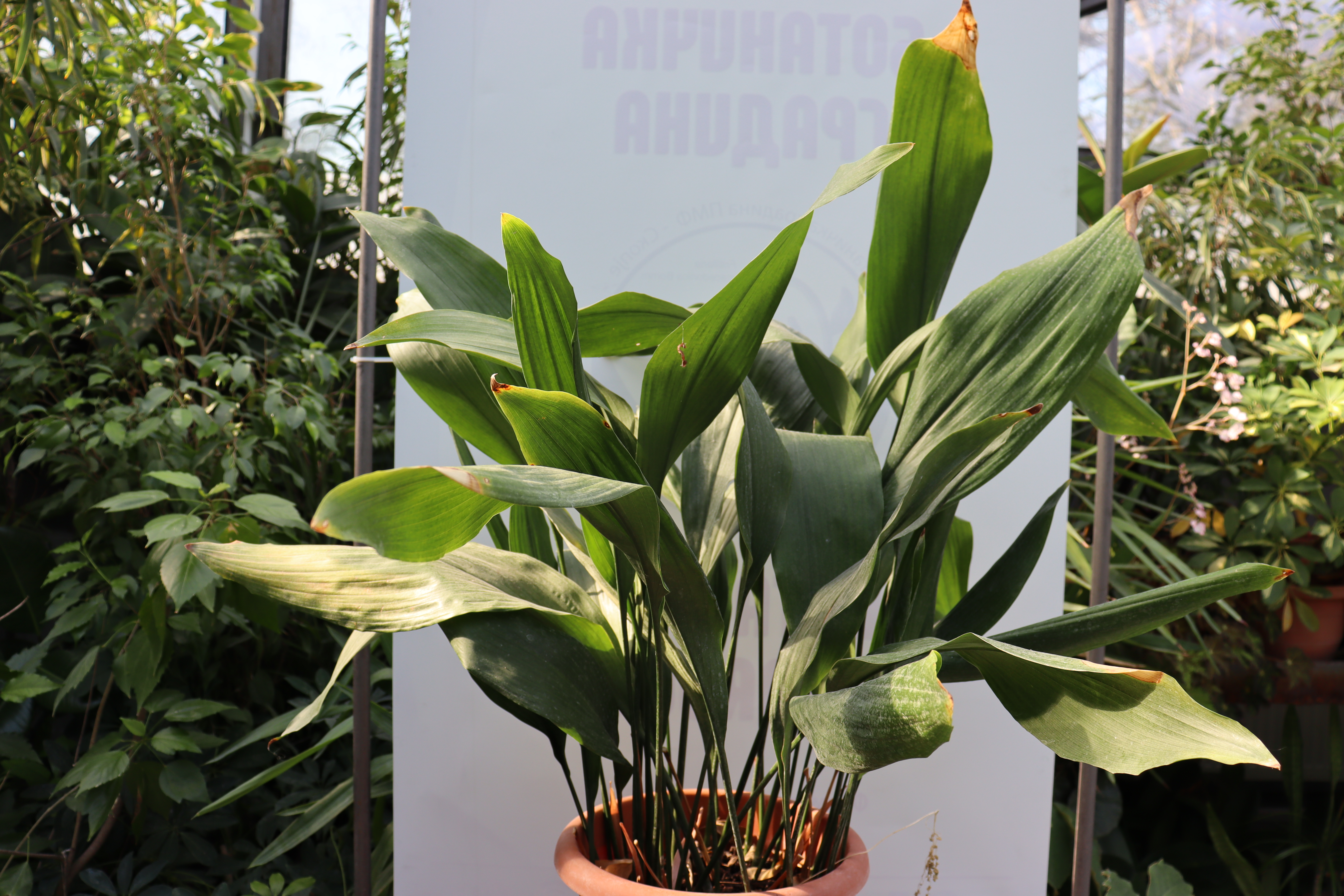 Cast Iron Plant — photo 24