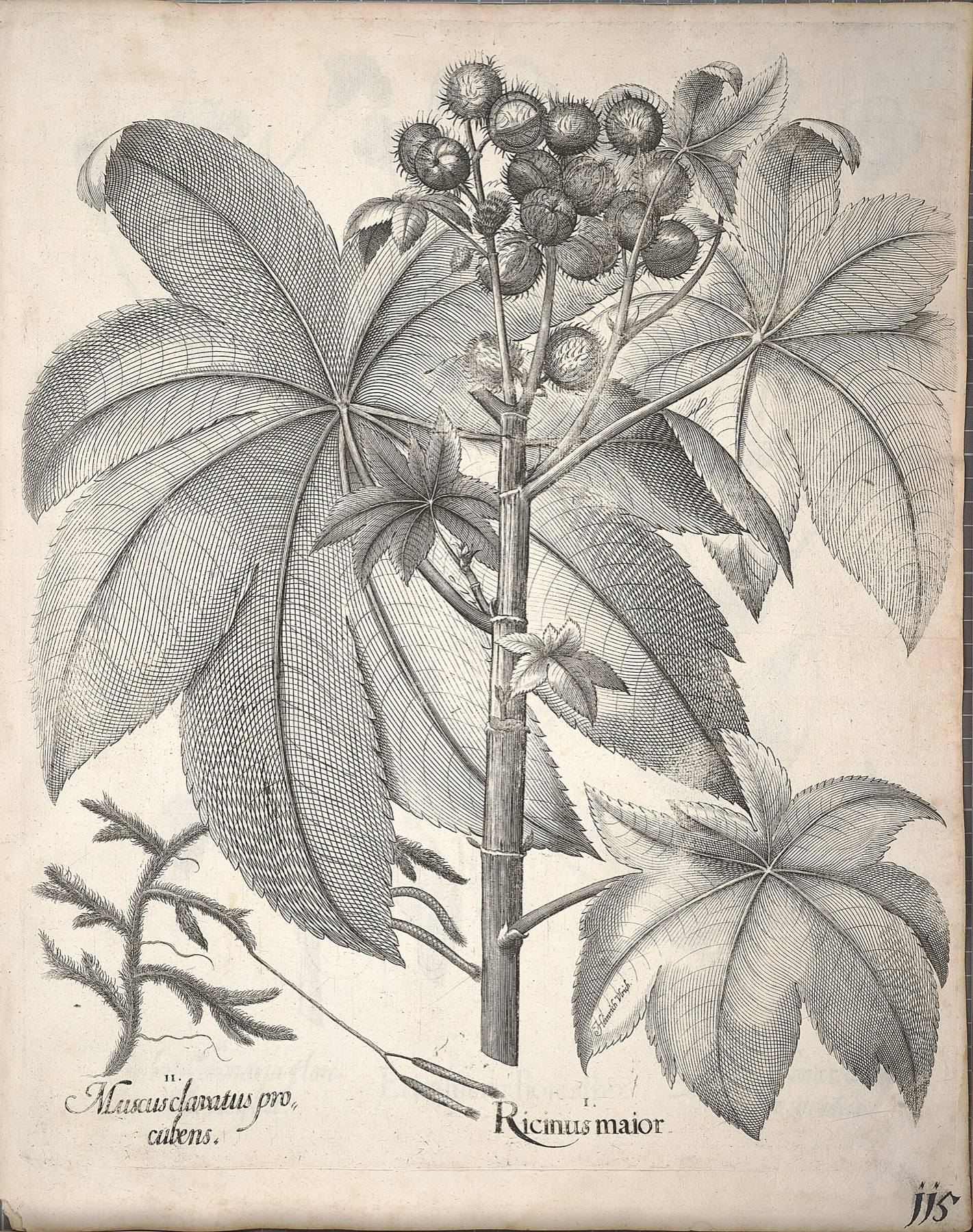 Castor Bean — photo 7