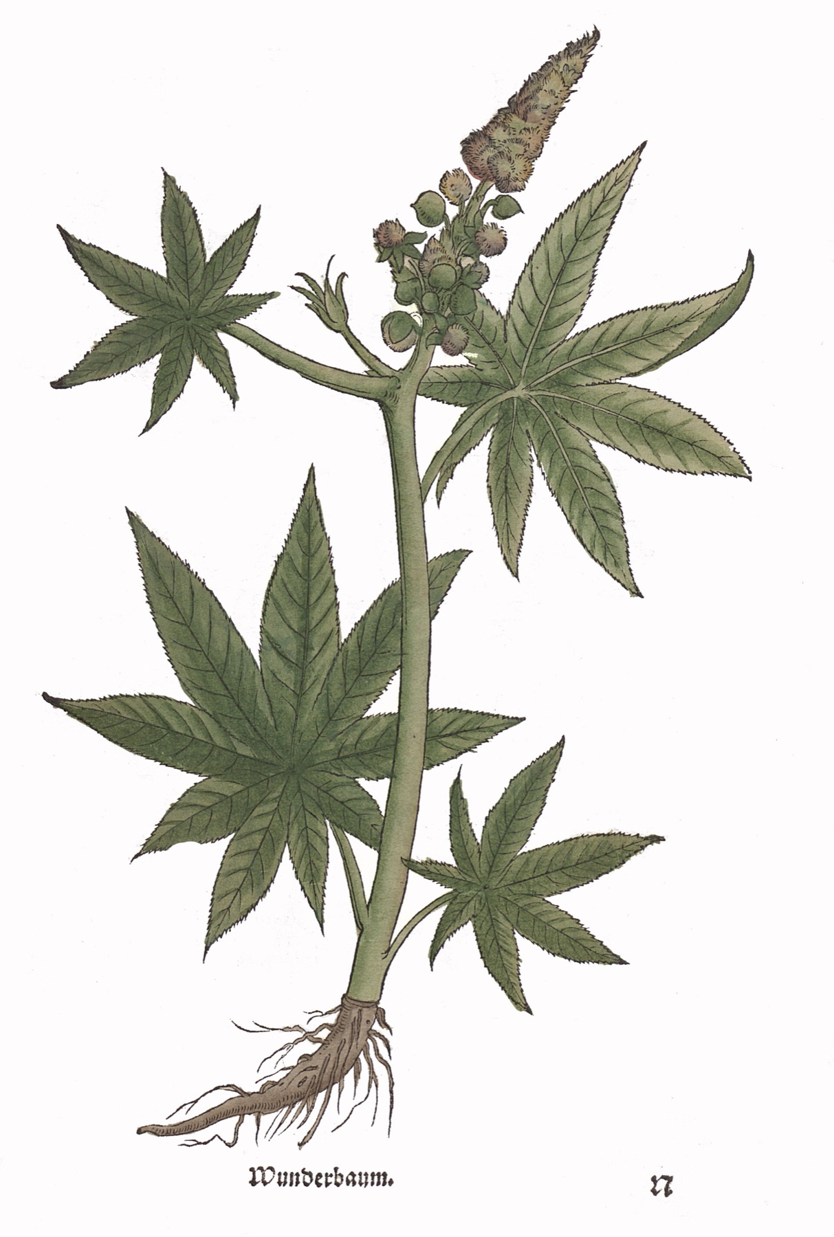 Castor Bean — photo 8