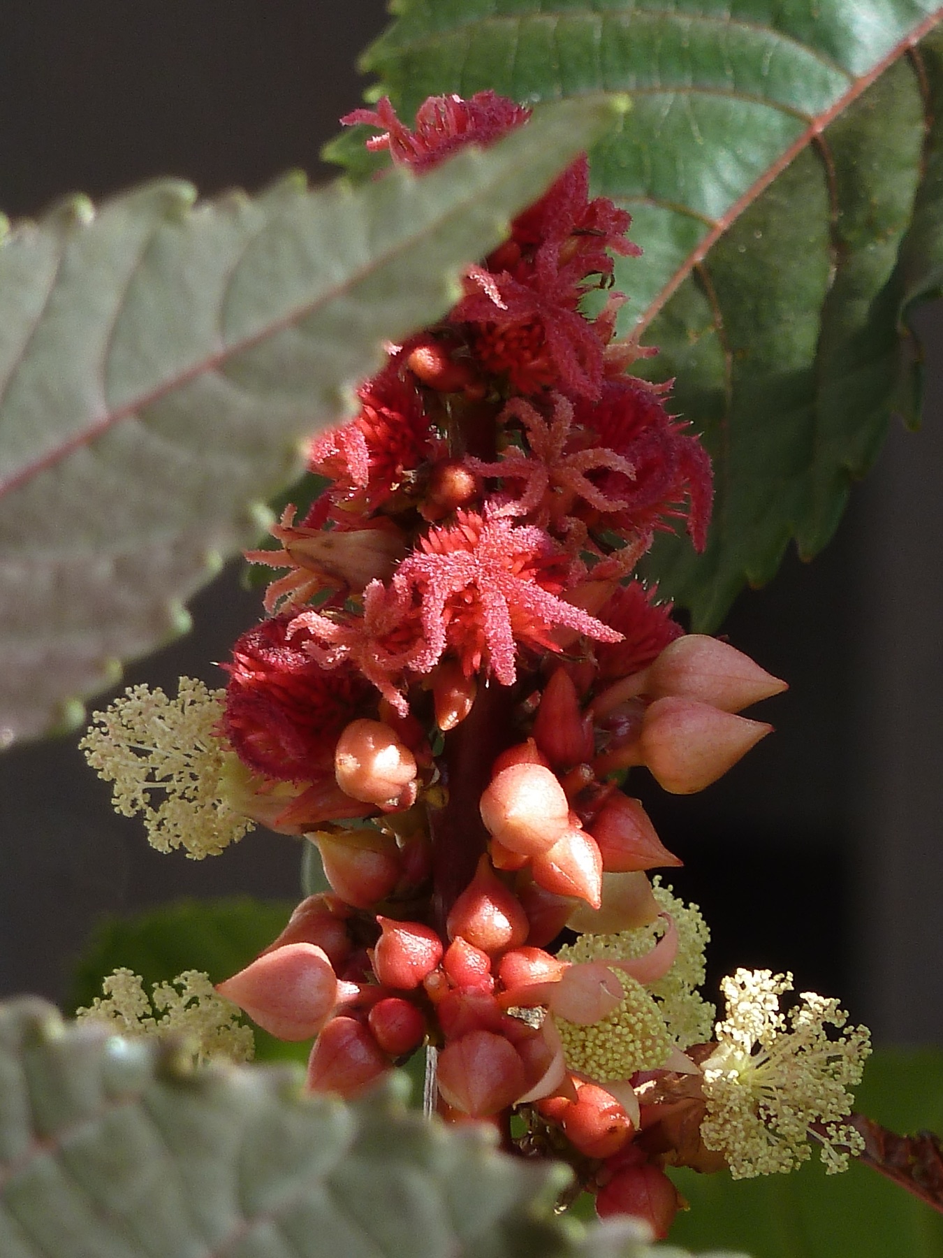 Castor Bean — photo 9