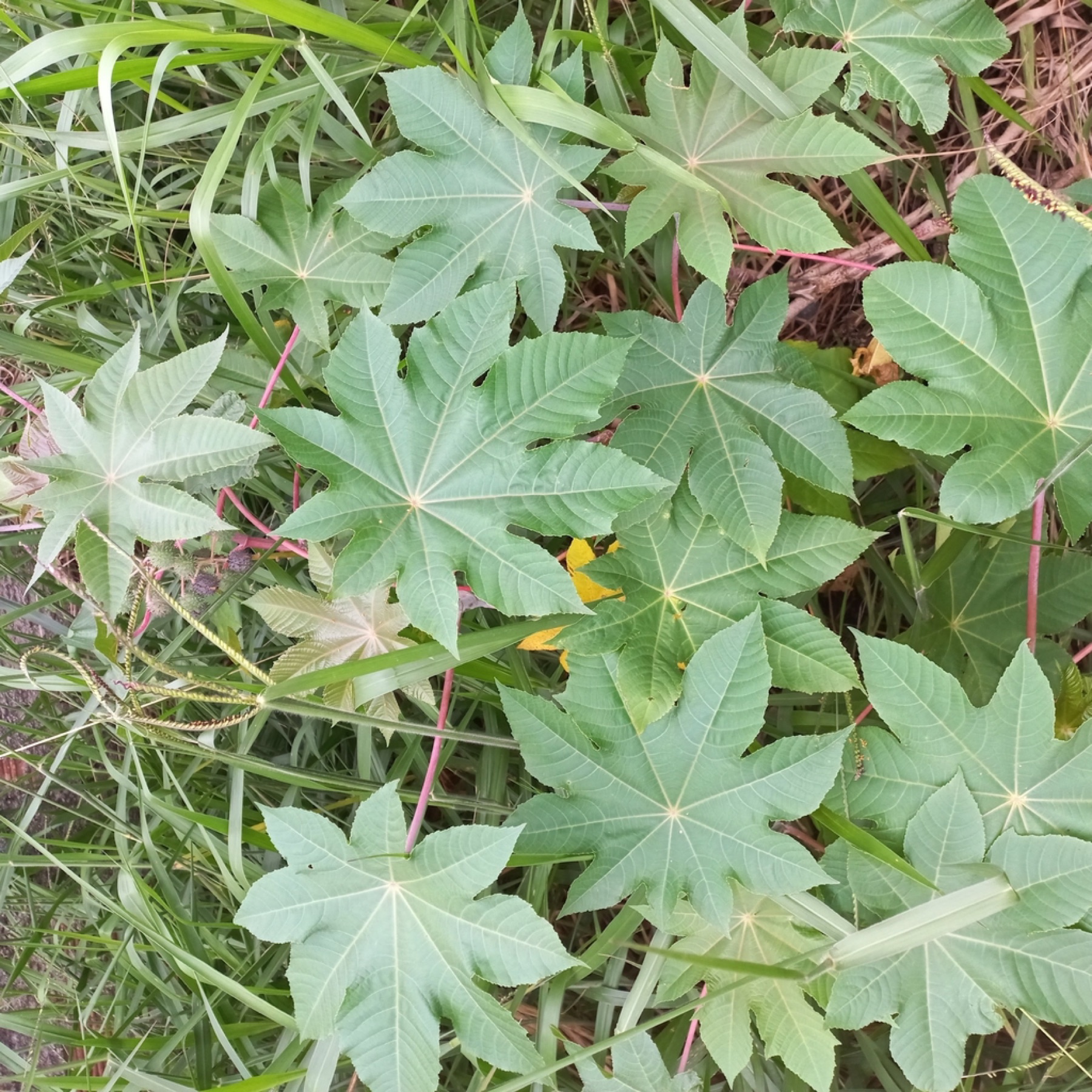 Castor Bean — photo 10