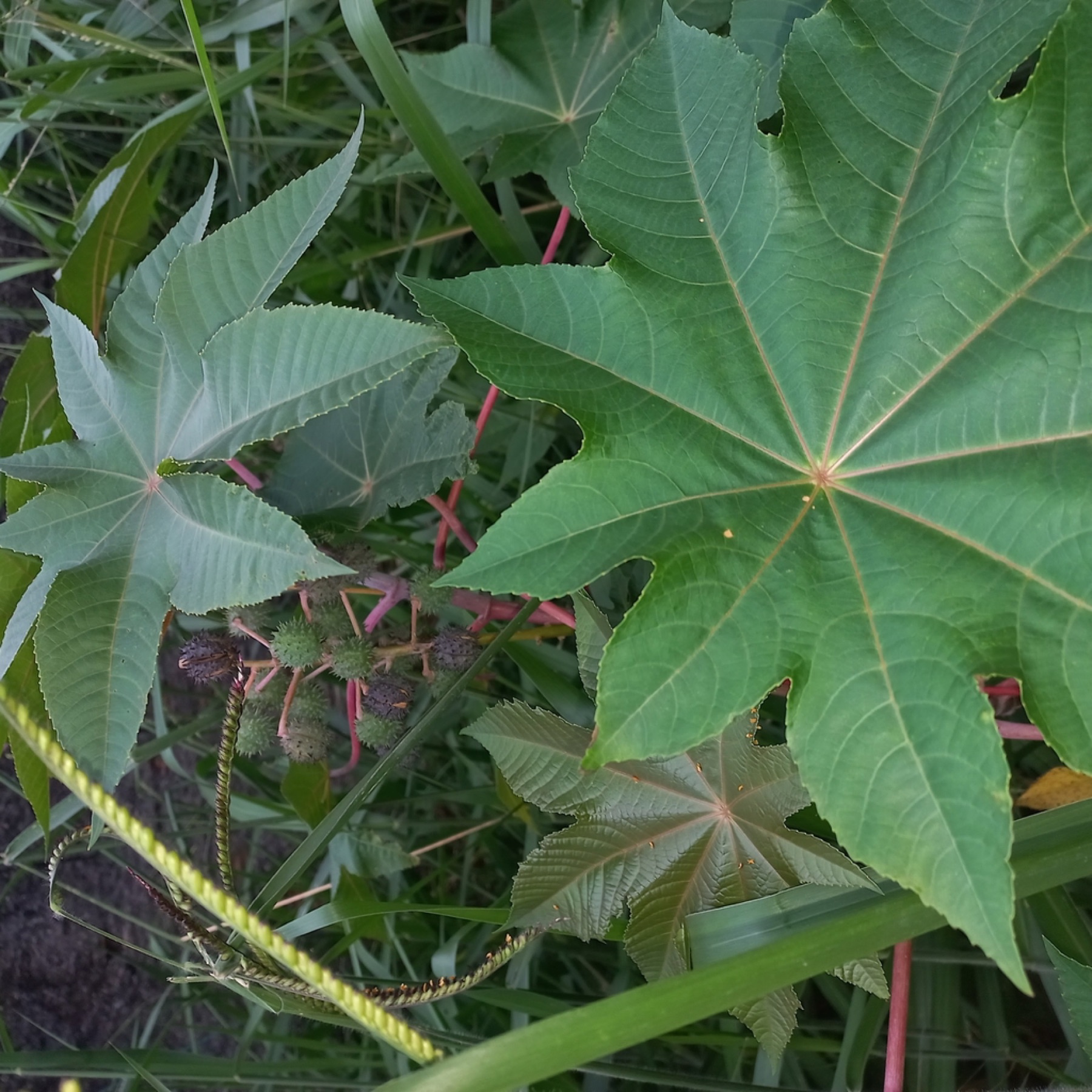 Castor Bean — photo 11