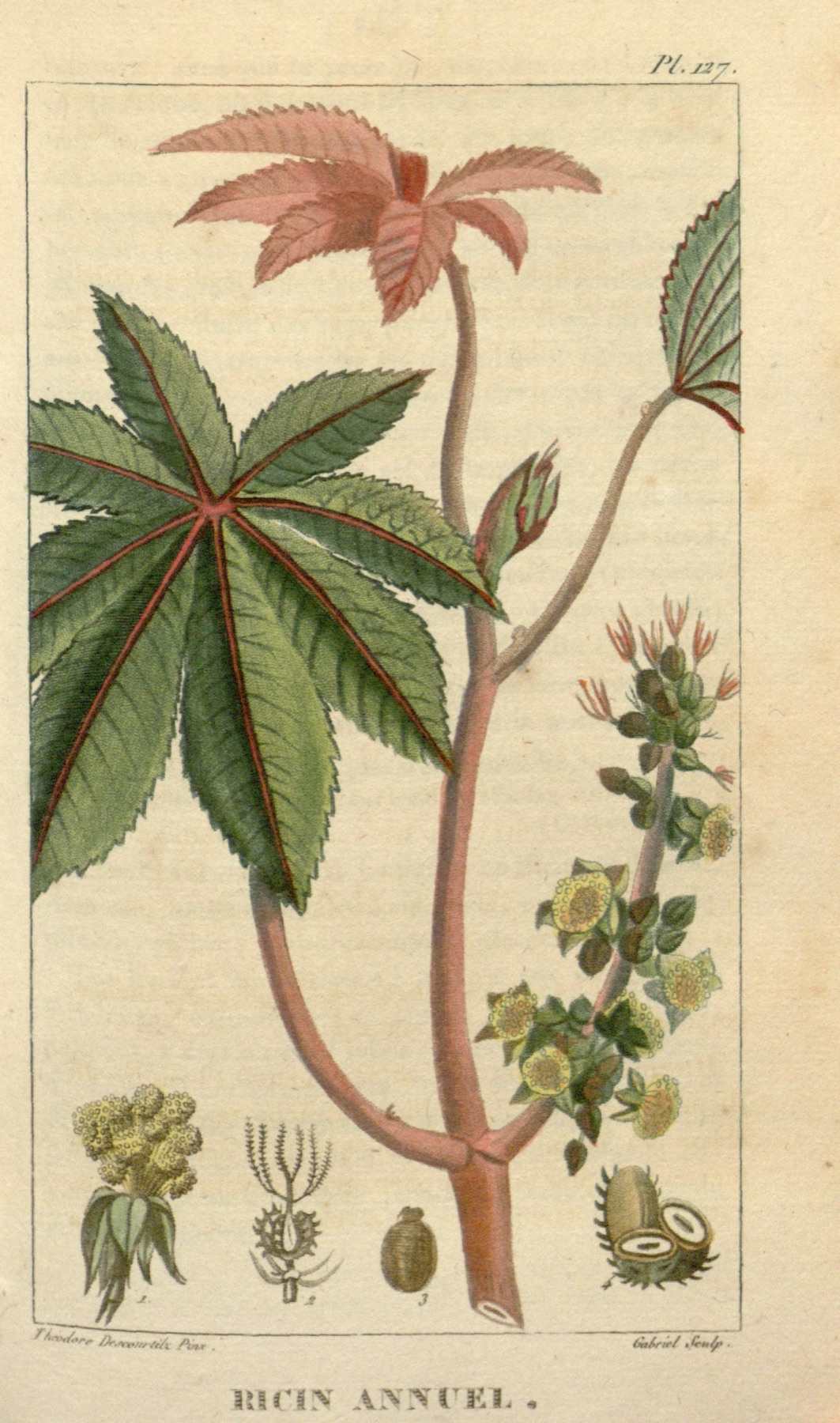 Castor Bean — photo 12
